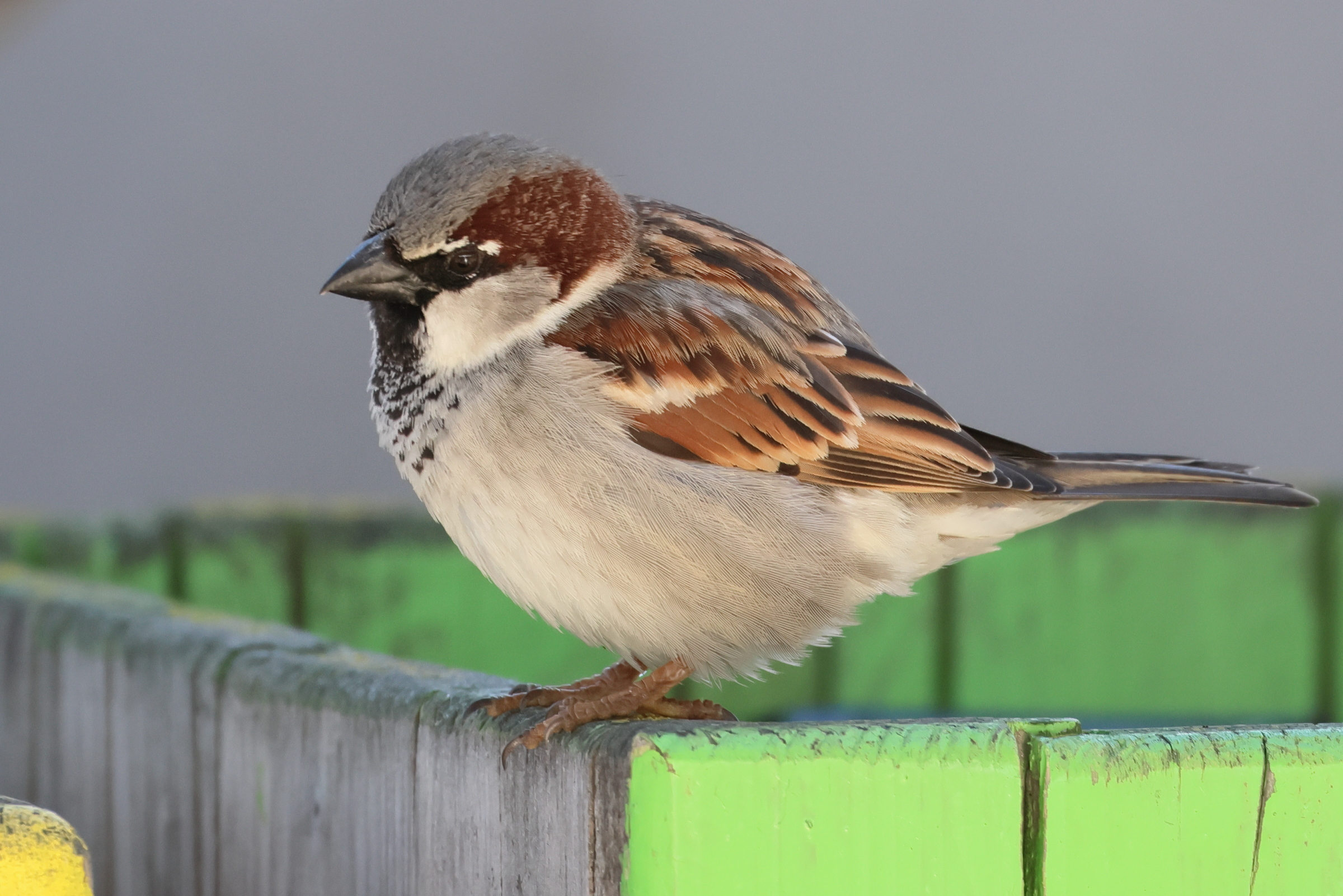 moineau_domestique_-_passer_domesticus3bd