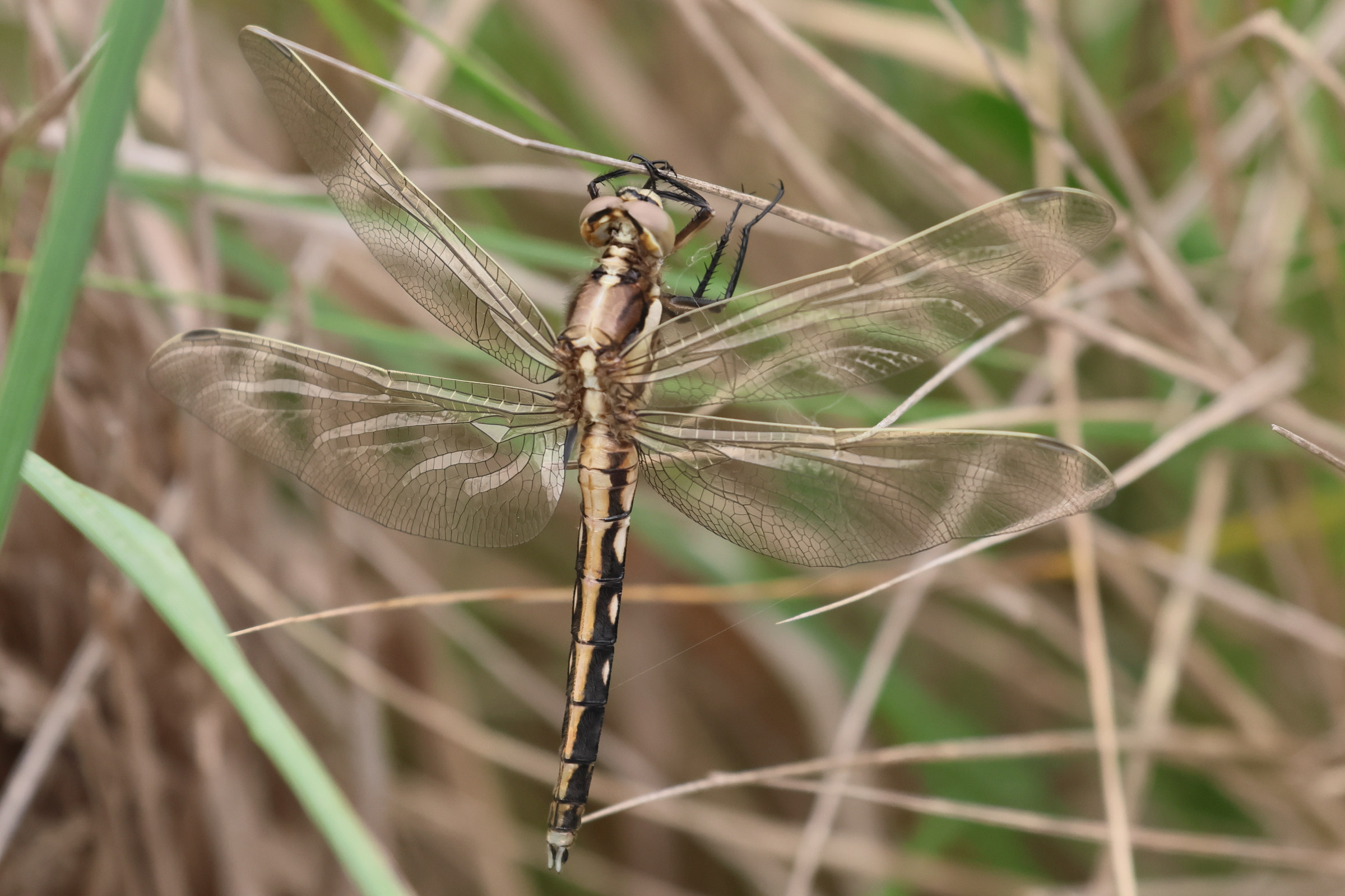 orthetrum_albistylum9bd