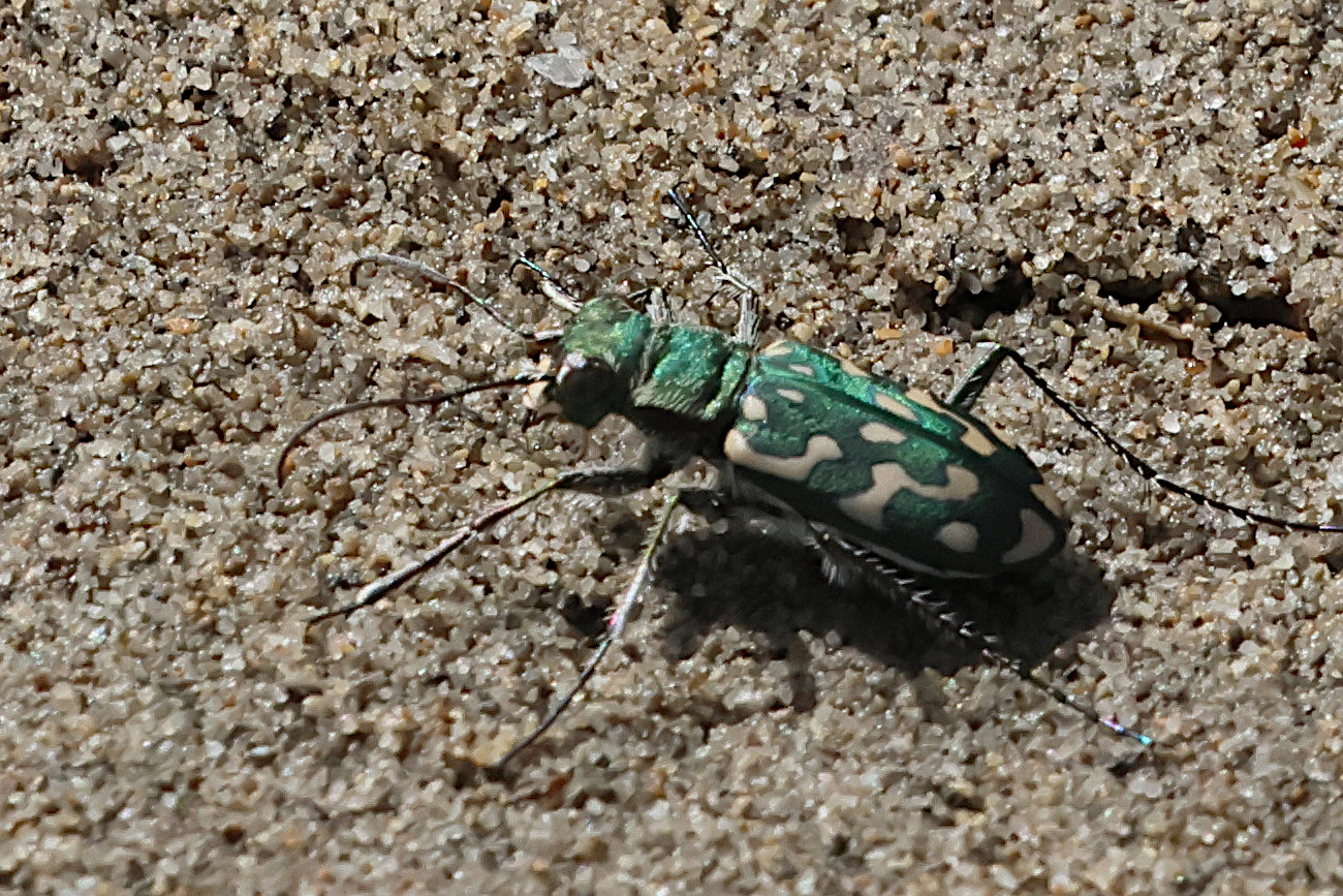 Afficher le média lophyra_flexuosa2bd lophyra_flexuosa2bd