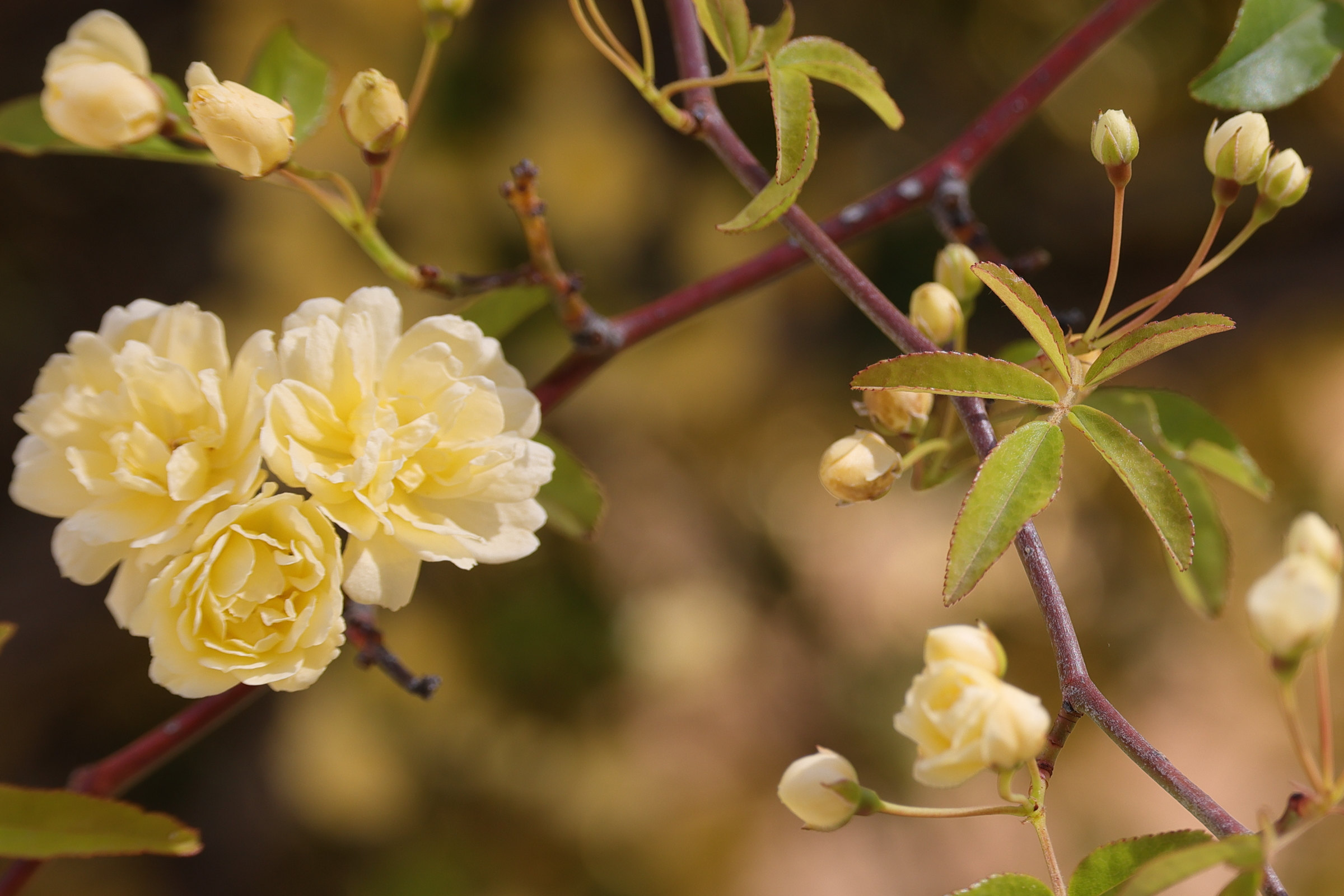 rosa_banksiae_lutea2md