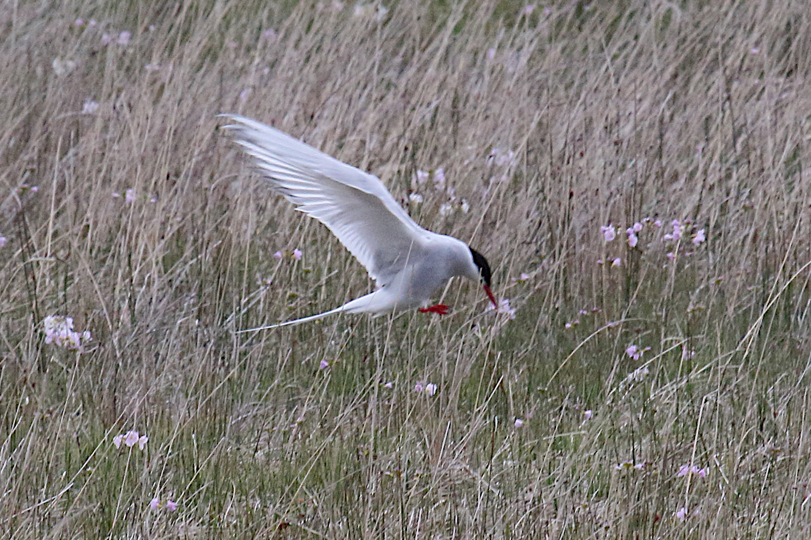 sterne_arctique_-_sterna_paradisea8md