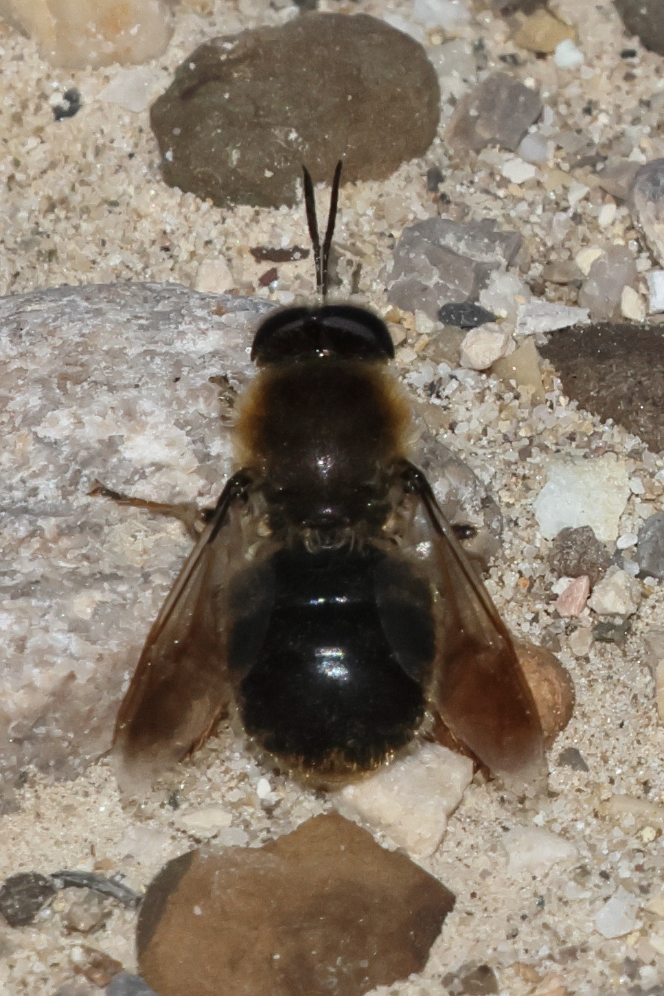 stratiomys_longicornis1bd