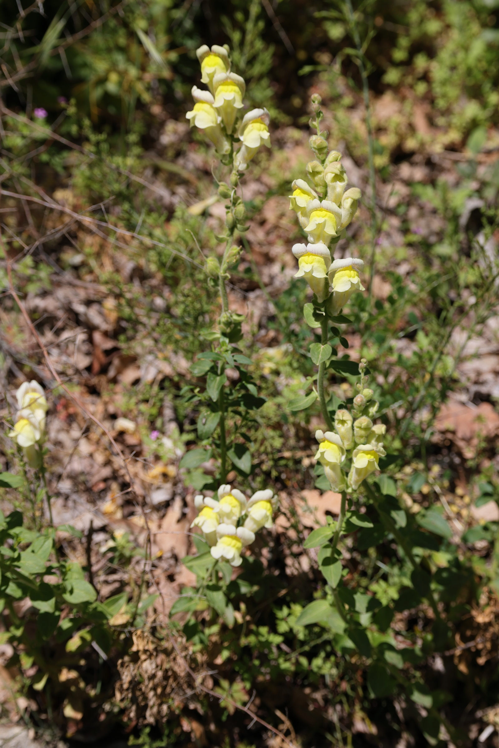 Afficher le média antirrhinum_majus_latifolium1md antirrhinum_majus_latifolium1md
