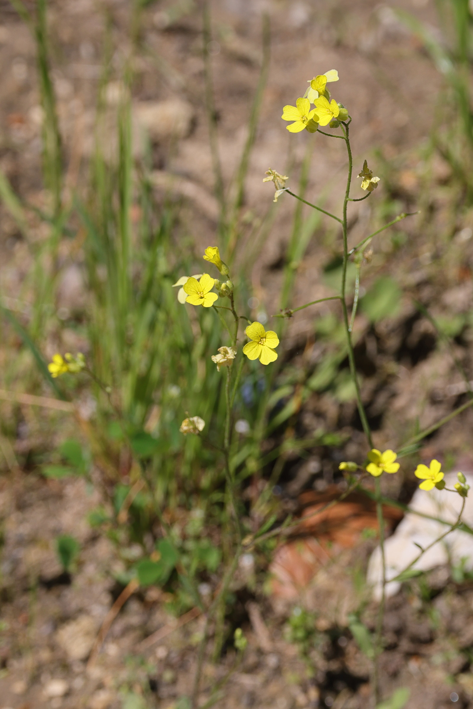 Afficher le média bunias_erucago1md bunias_erucago1md