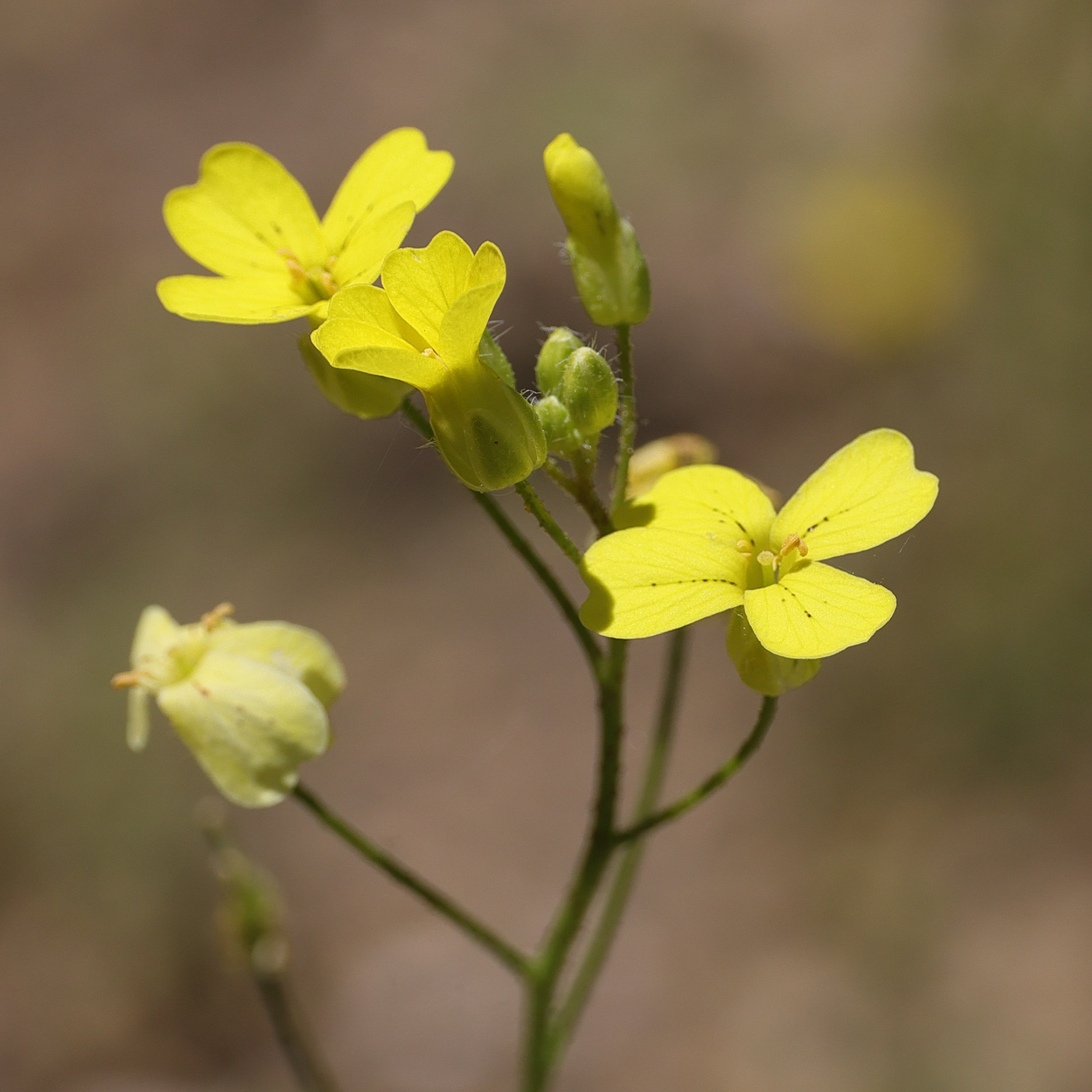 Afficher le média bunias_erucago2md bunias_erucago2md