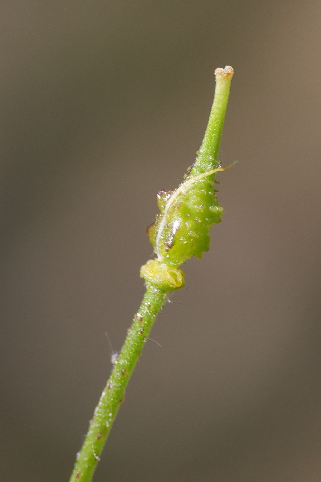 Afficher le média bunias_erucago3md bunias_erucago3md