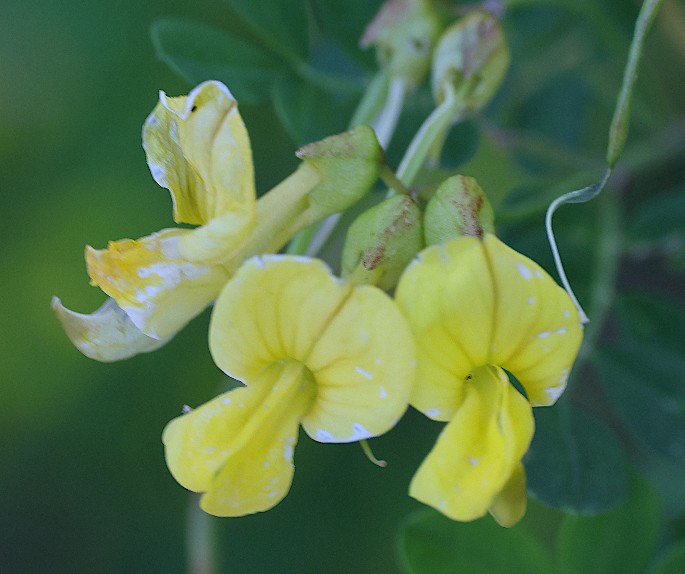 hippocrepis_emerus4md