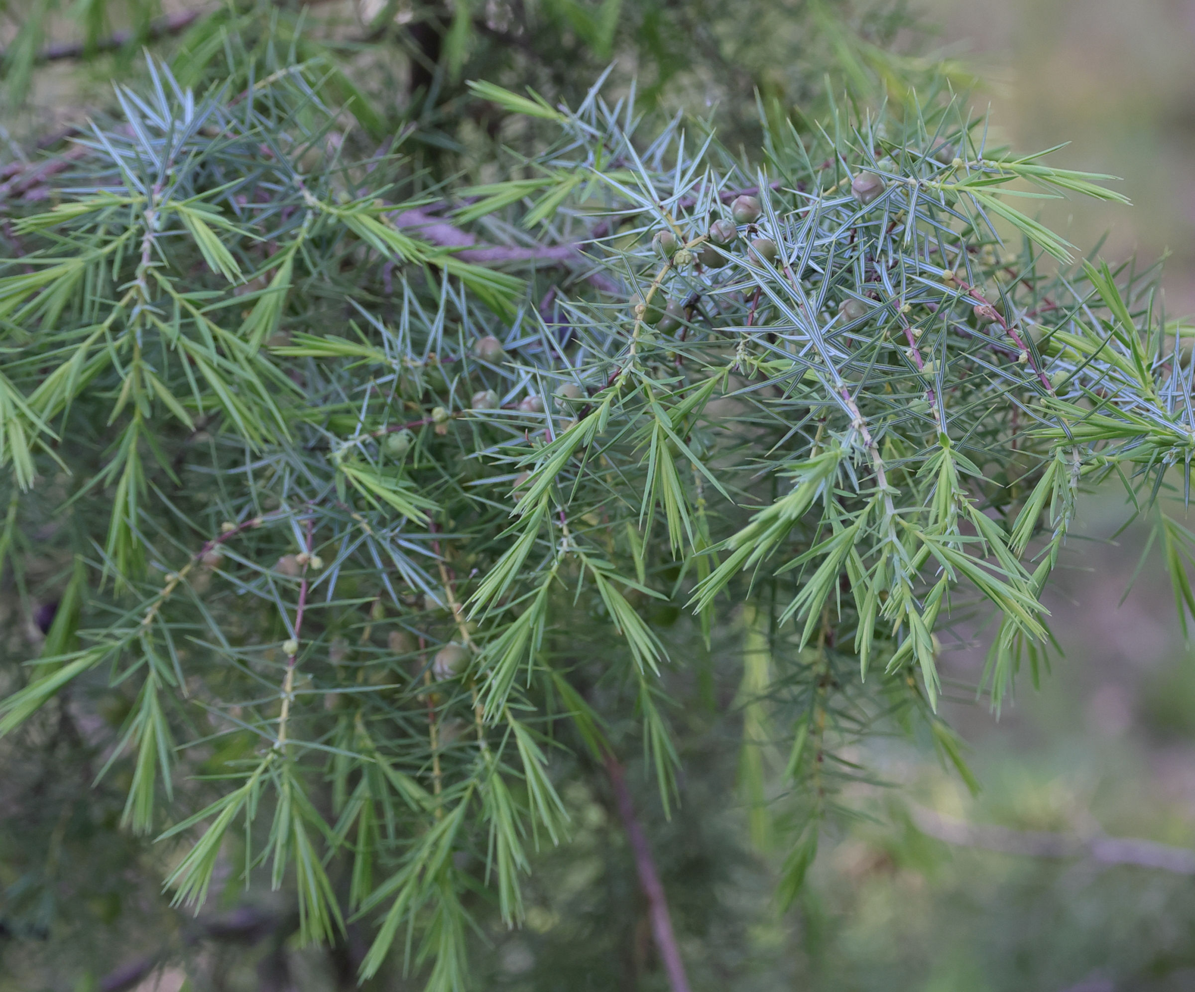 Afficher le média juniperus_oxycedrus5md juniperus_oxycedrus5md