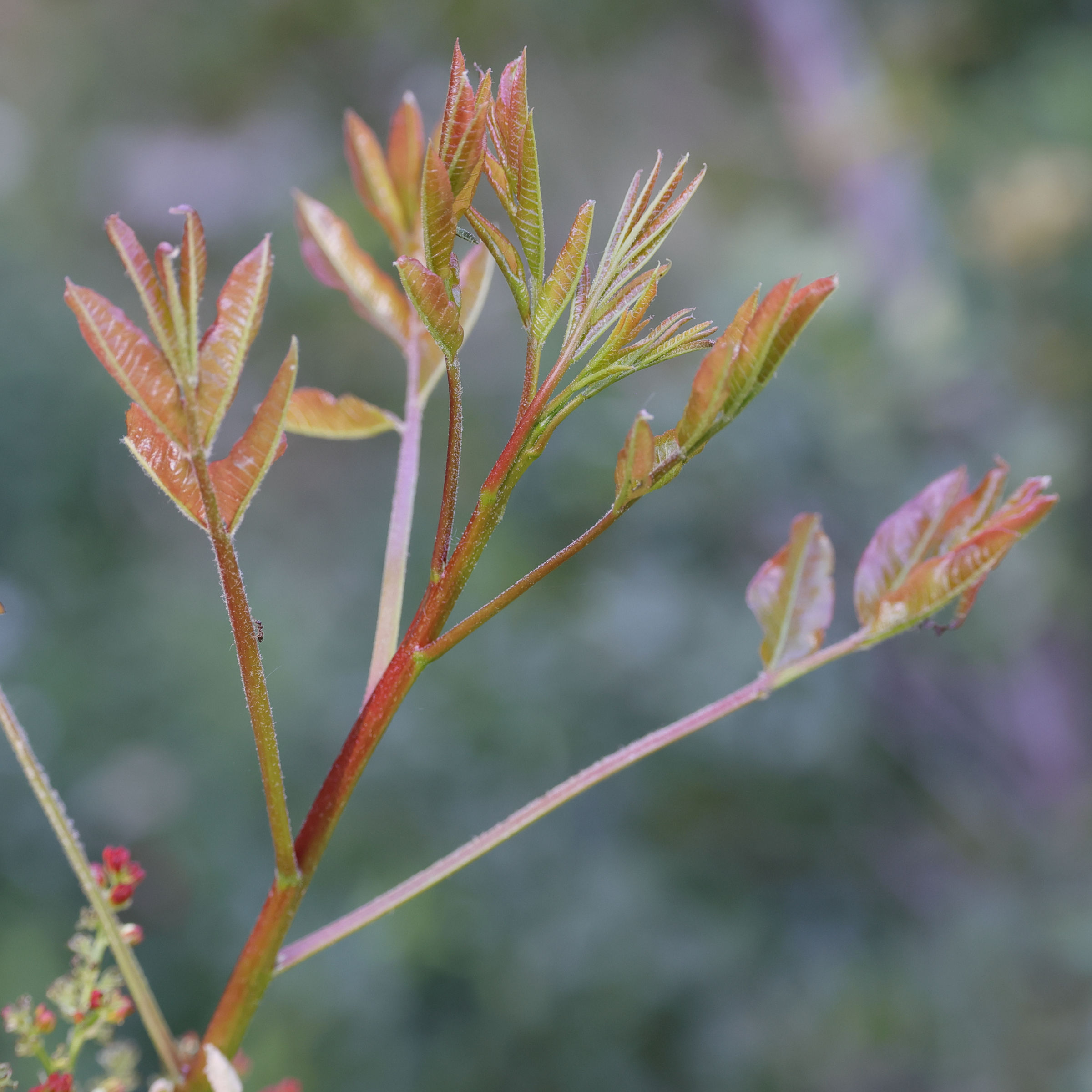 Afficher le média pistacia_lentiscus11md pistacia_lentiscus11md