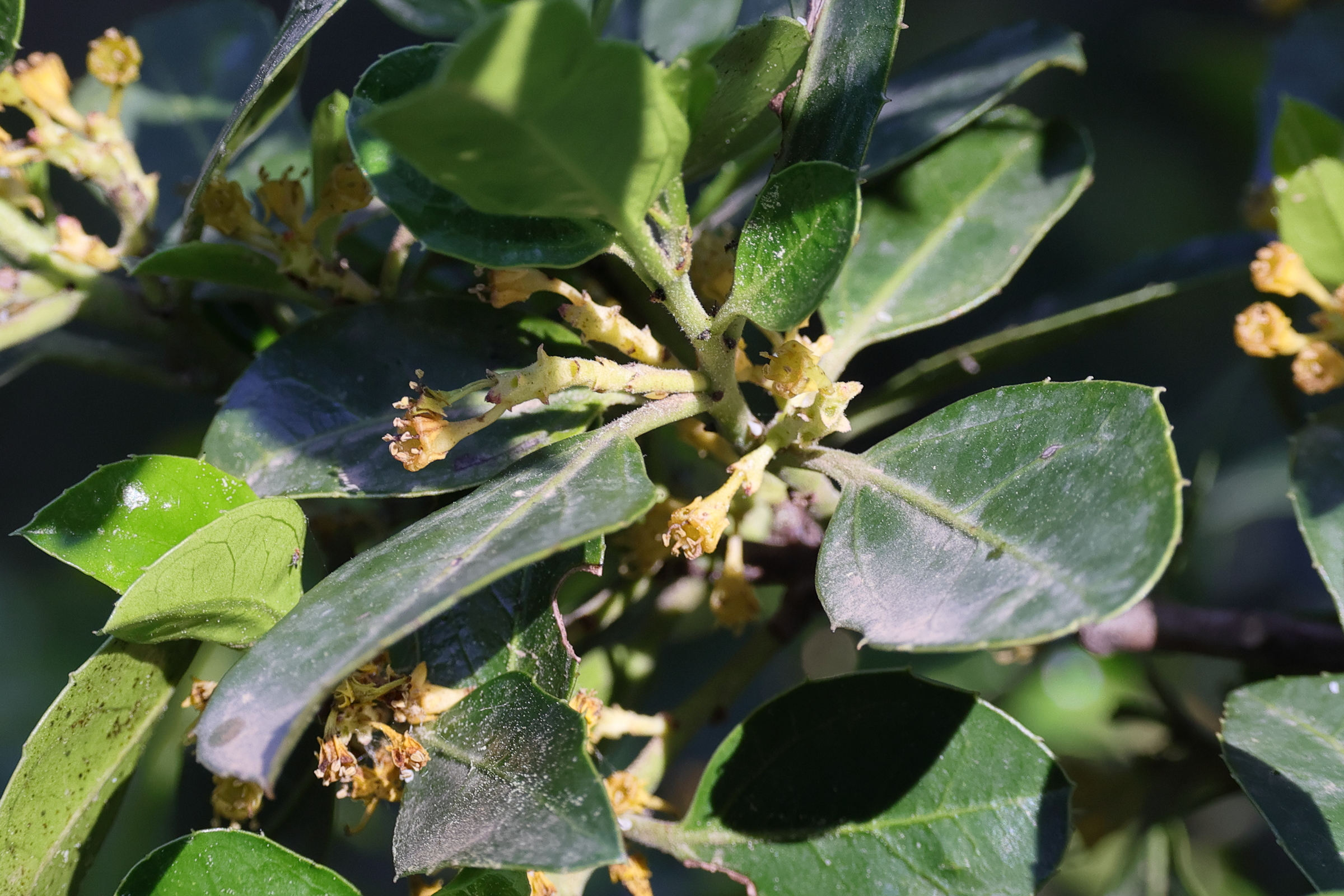 rhamnus_alaternus5md