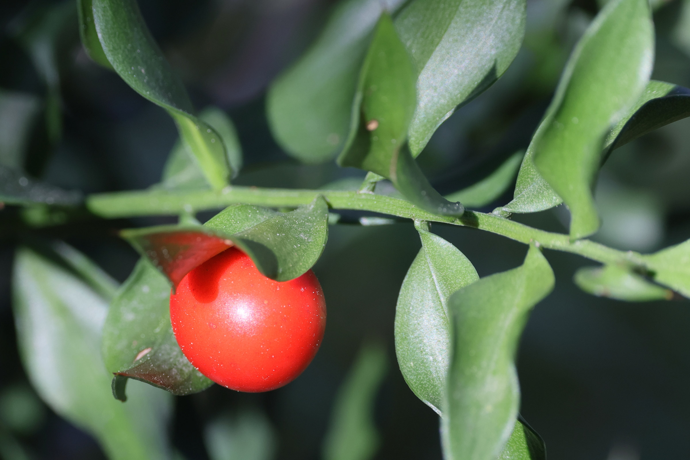 ruscus_aculeatus4md