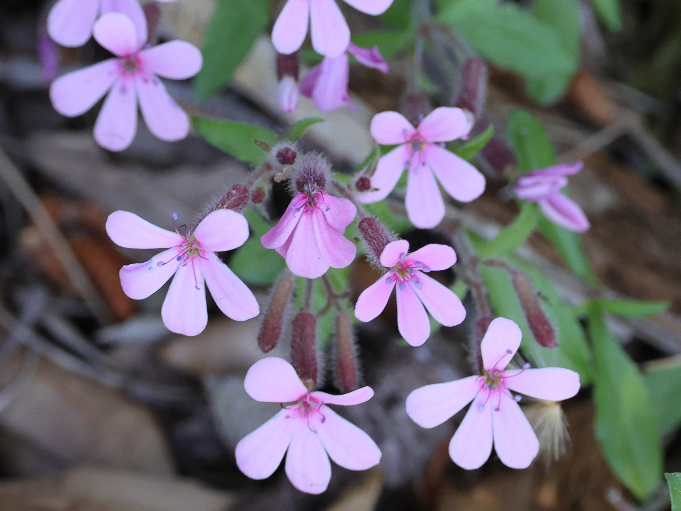 Afficher le média saponaria_ocymoides3md saponaria_ocymoides3md
