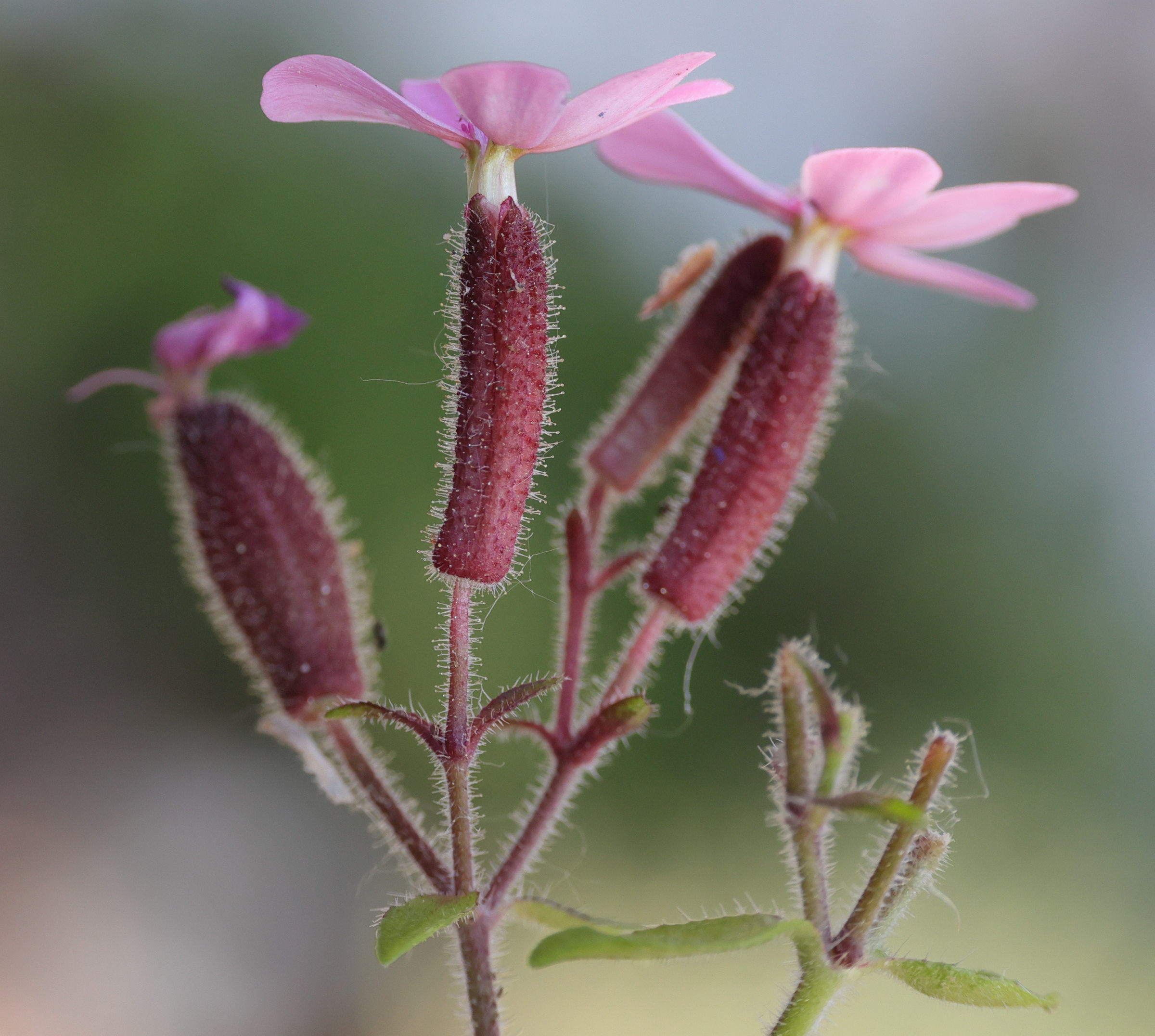 Afficher le média saponaria_ocymoides4 saponaria_ocymoides4