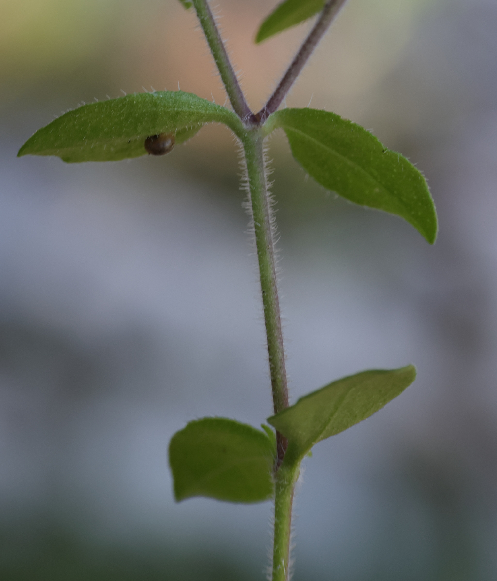 Afficher le média saponaria_ocymoides5md saponaria_ocymoides5md