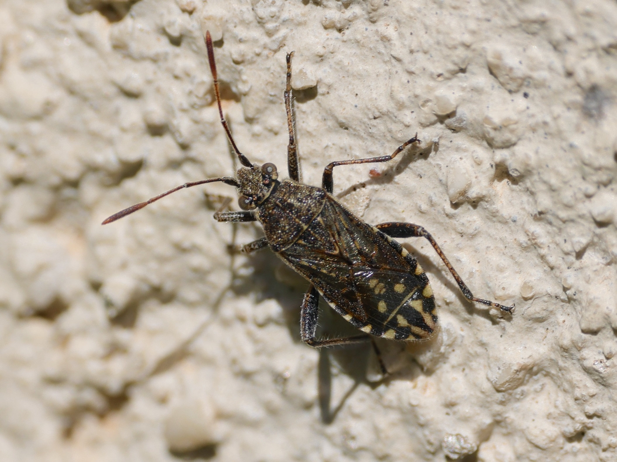 stictopleurus_punctatonervosus6mdjpg