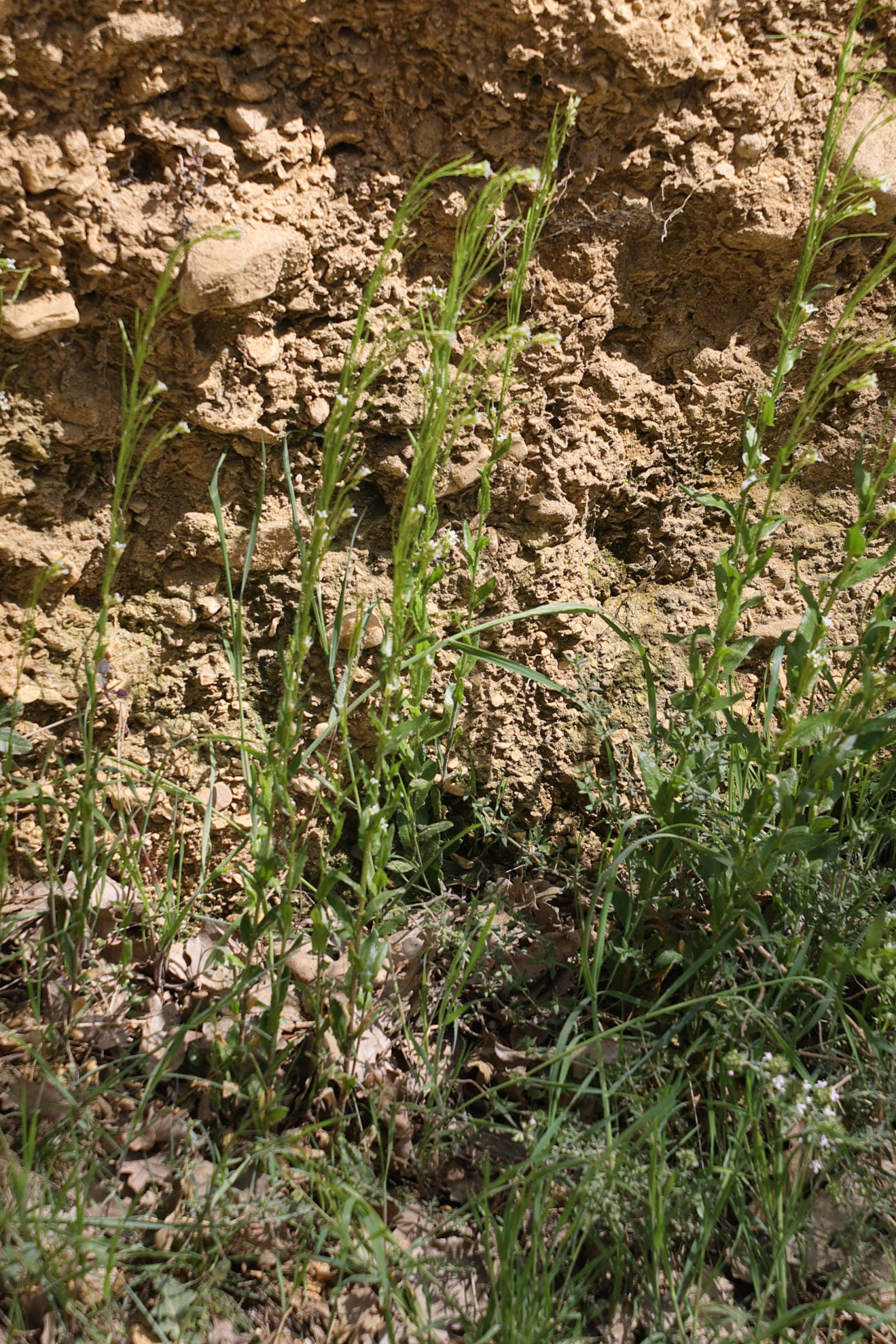 Afficher le média arabis_planisiliqua1md arabis_planisiliqua1md