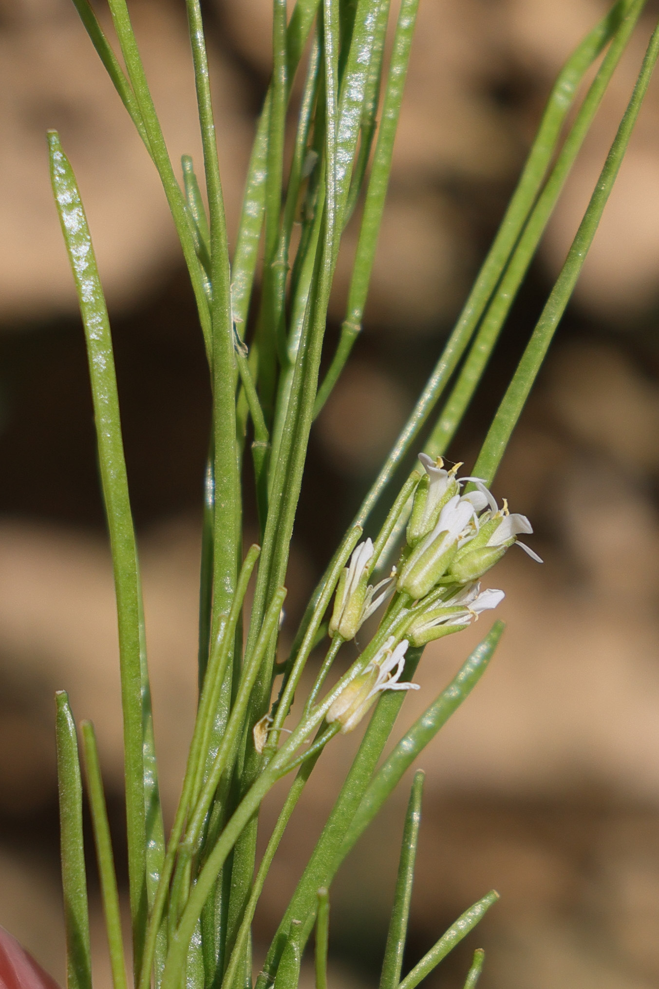 Afficher le média arabis_planisiliqua2md arabis_planisiliqua2md