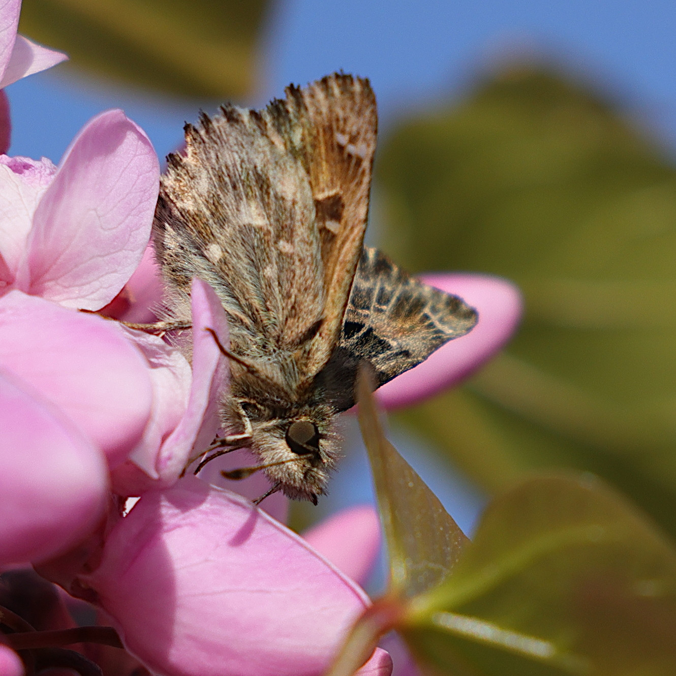 Afficher le média carcharodus_alceae6md carcharodus_alceae6md