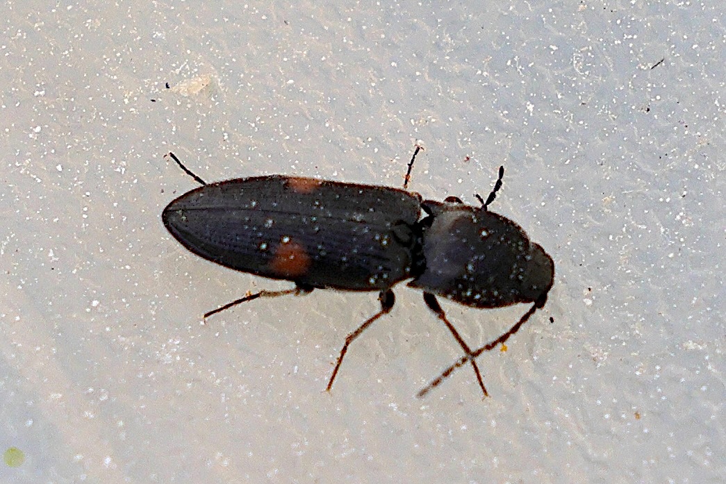 cardiophorus_biguttatus1md