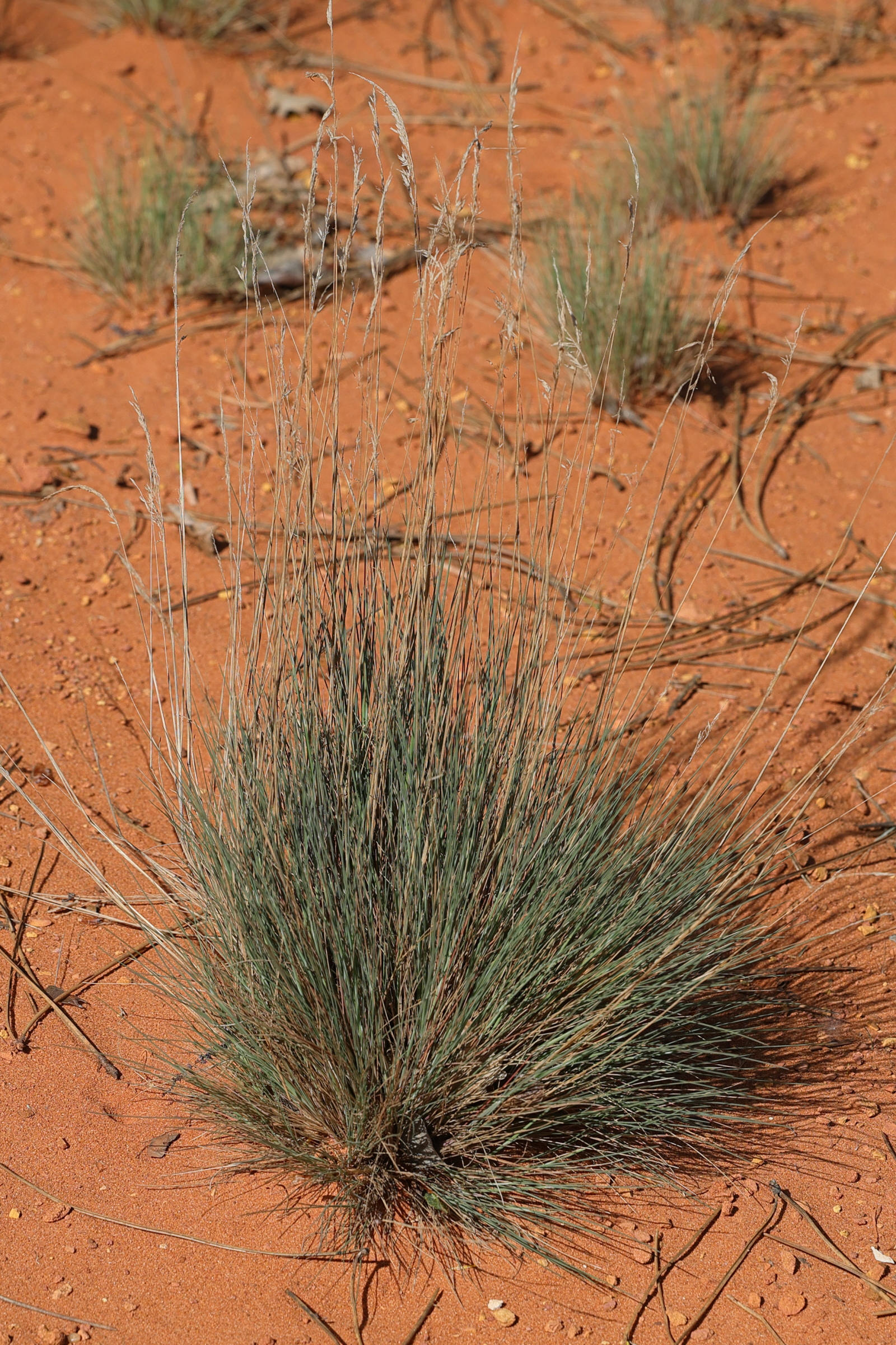 Afficher le média corynephorus_canescens5md corynephorus_canescens5md