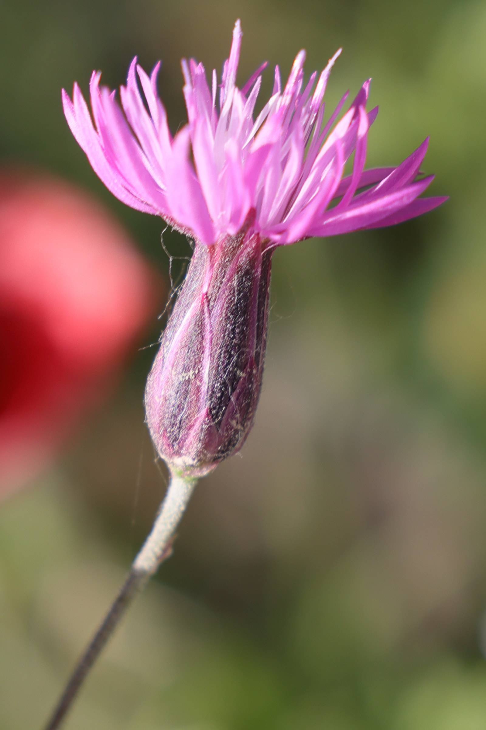 Afficher le média crupina_crupinastrum3md crupina_crupinastrum3md