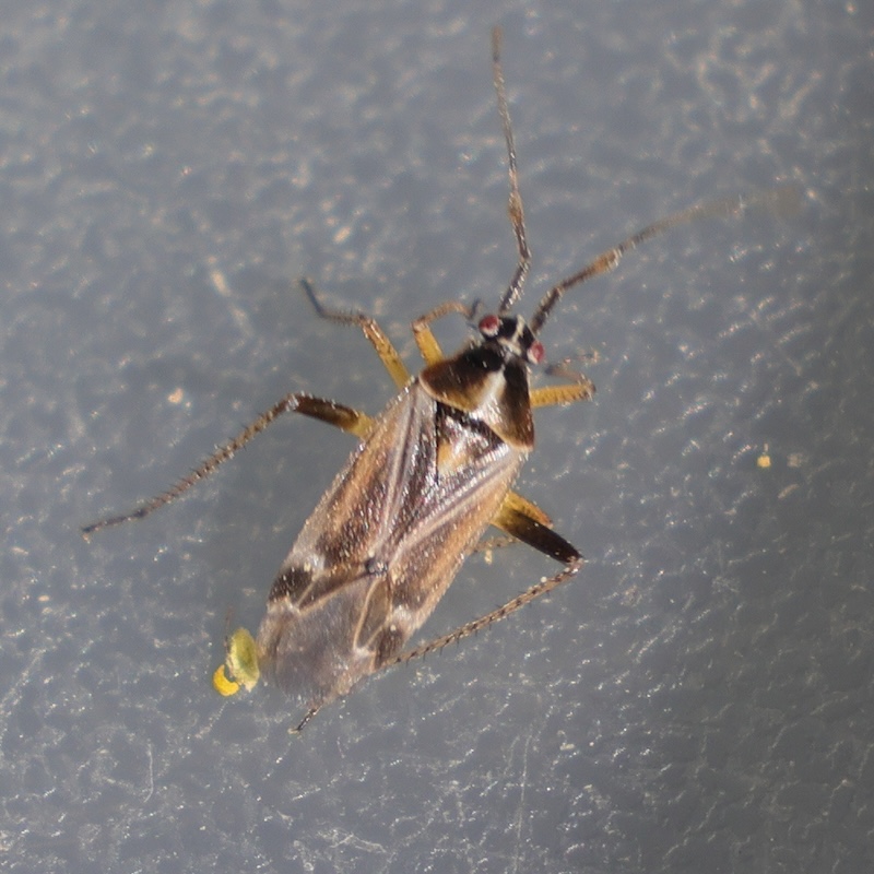 harpocera_thoracica1md