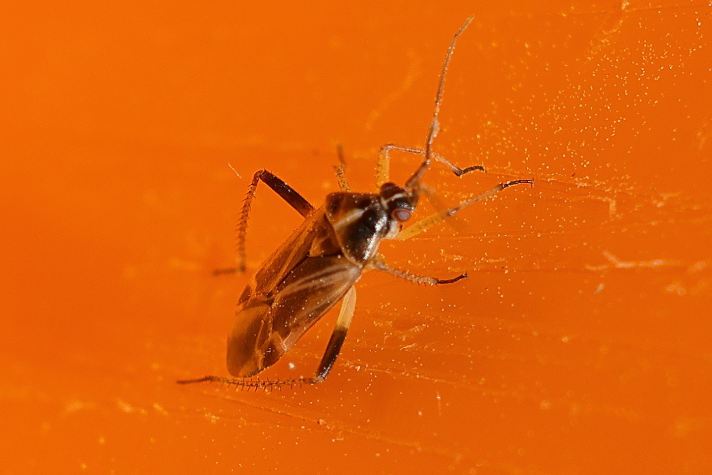 harpocera_thoracica2md