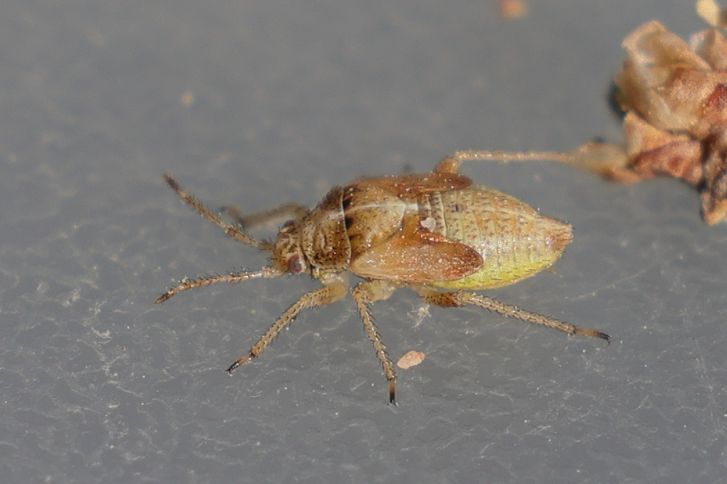 harpocera_thoracica_juvmd