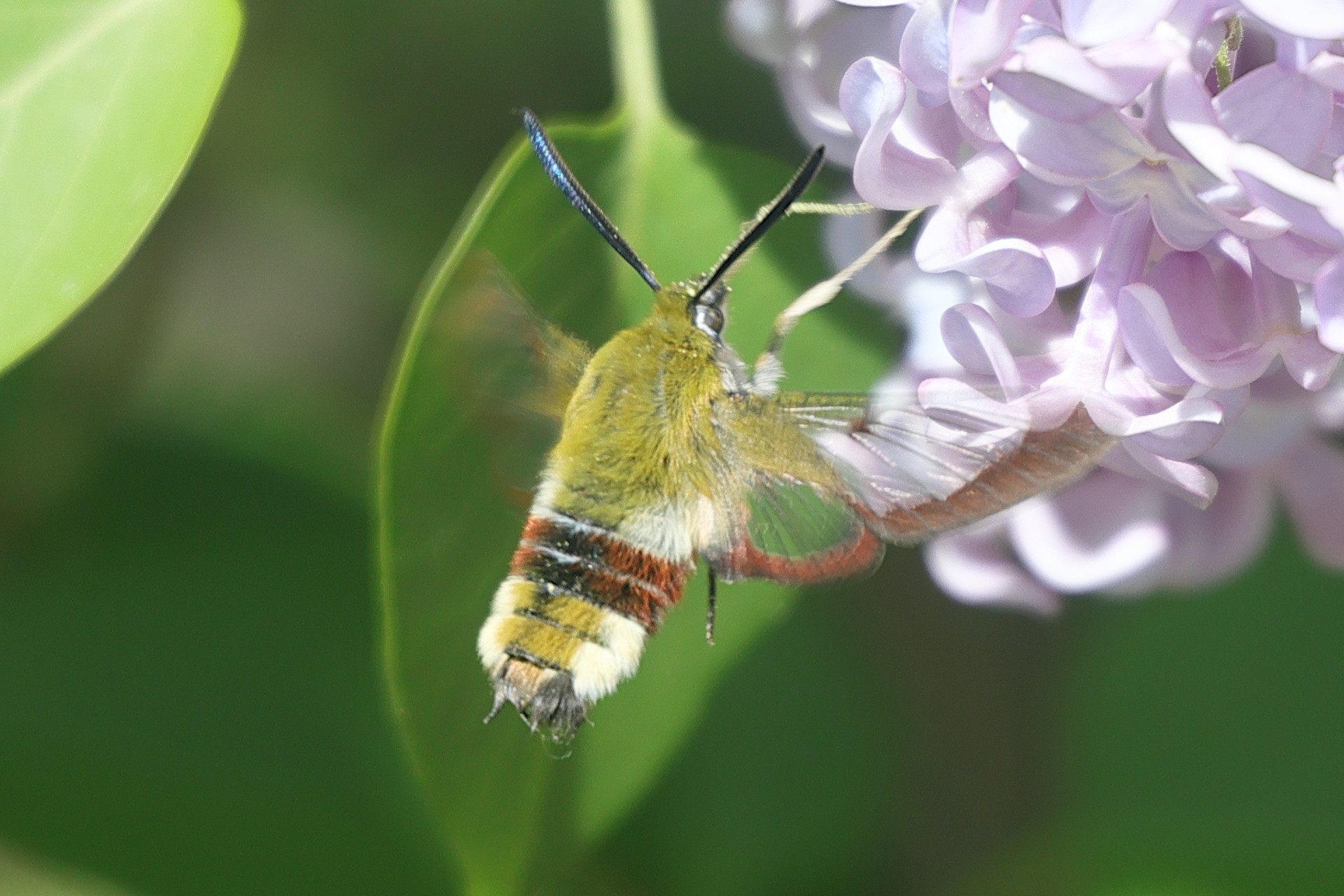hemaris_fuciformis6md