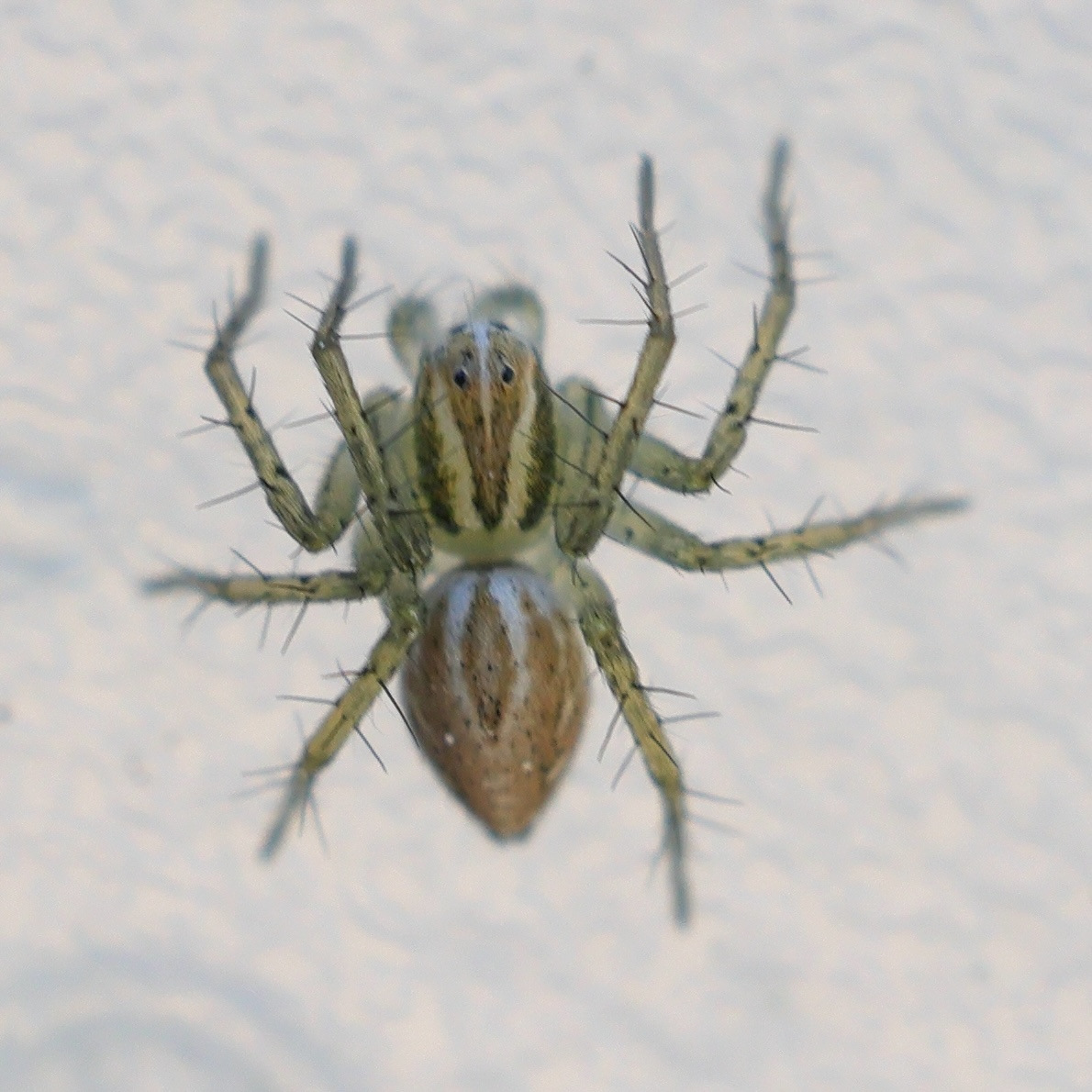 oxyopes_lineatus3md