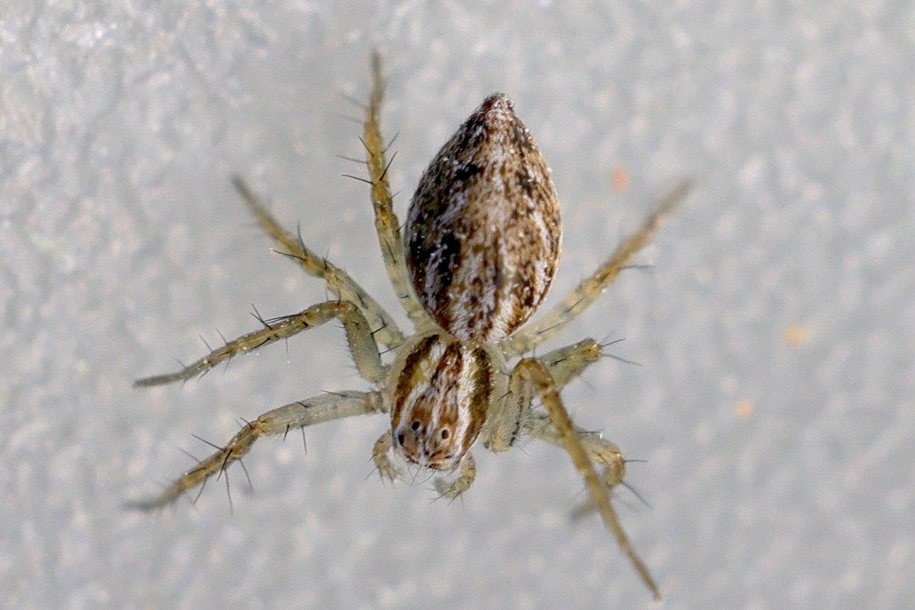 oxyopes_mediterraneus1md