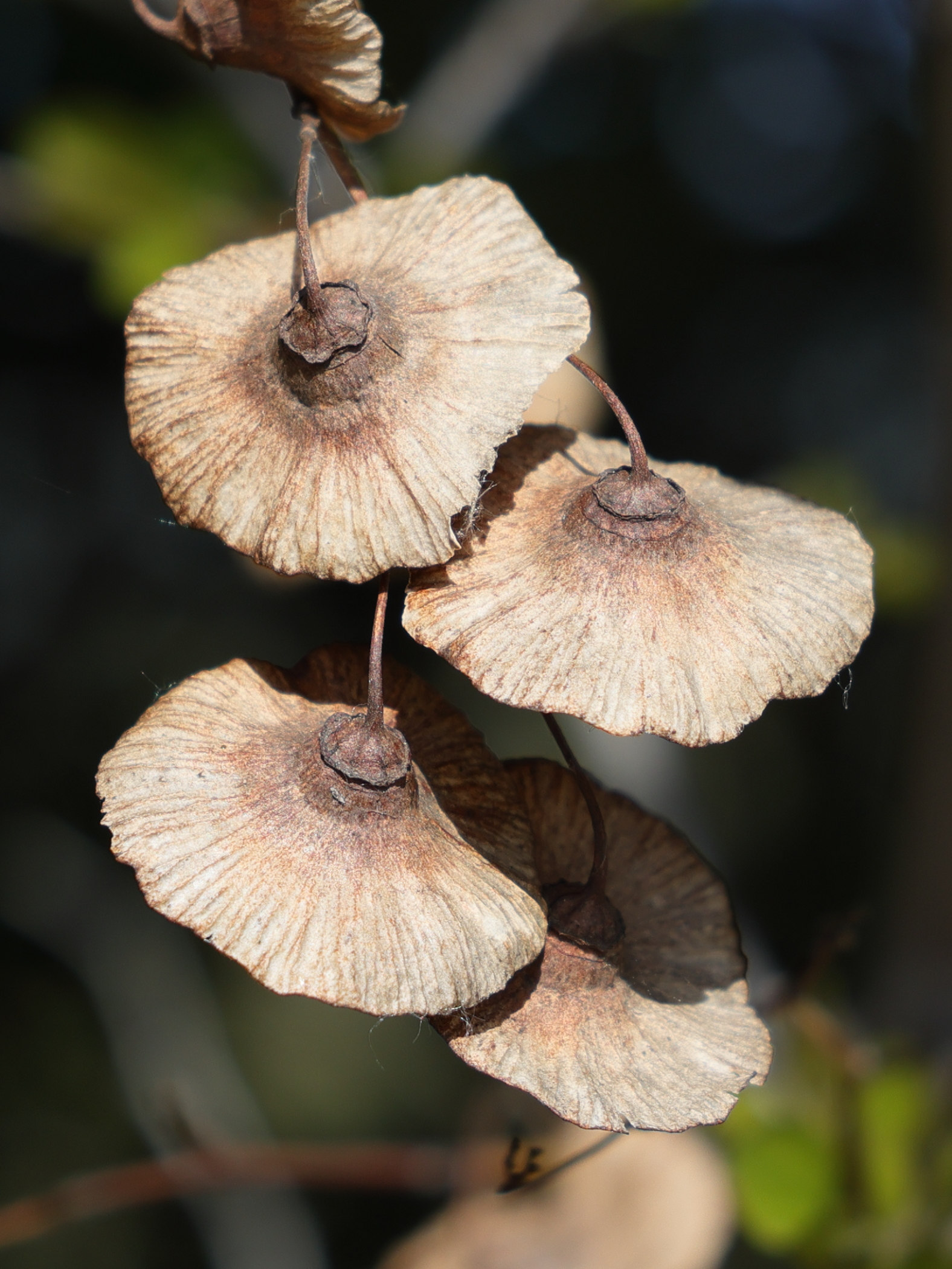 Afficher le média paliurus_spina-christi9md paliurus_spina-christi9md