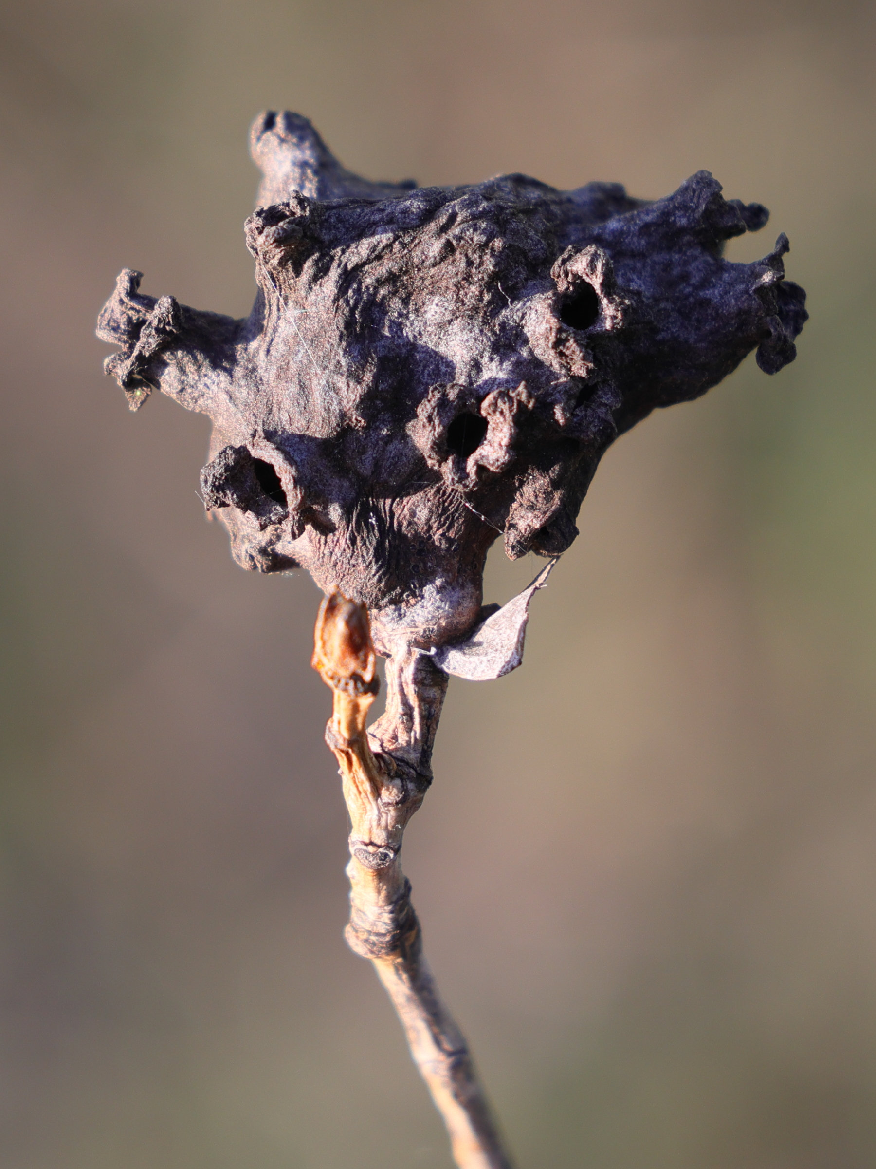 pemphigus_vesicarius_galle2md