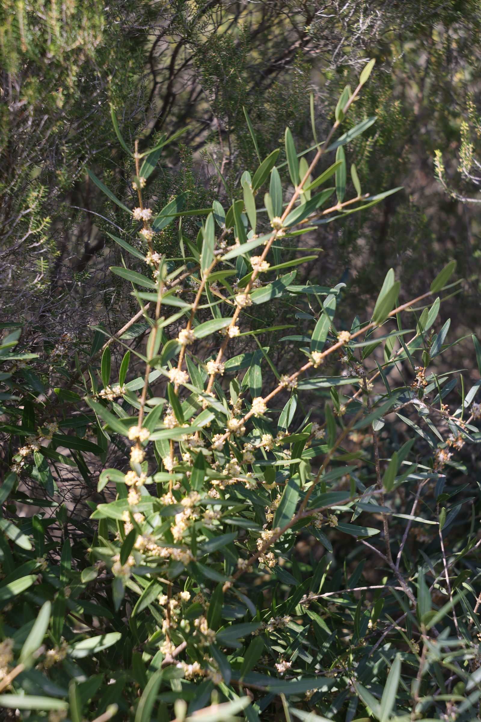 phillyrea_angudtifolia1md