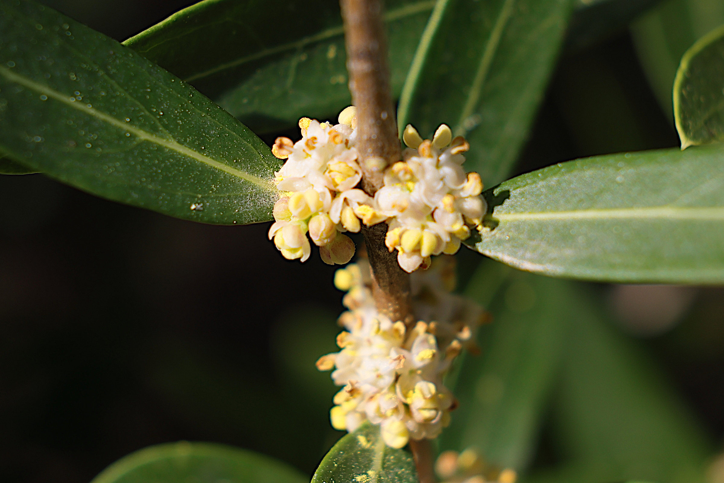 phillyrea_angustifolia2md