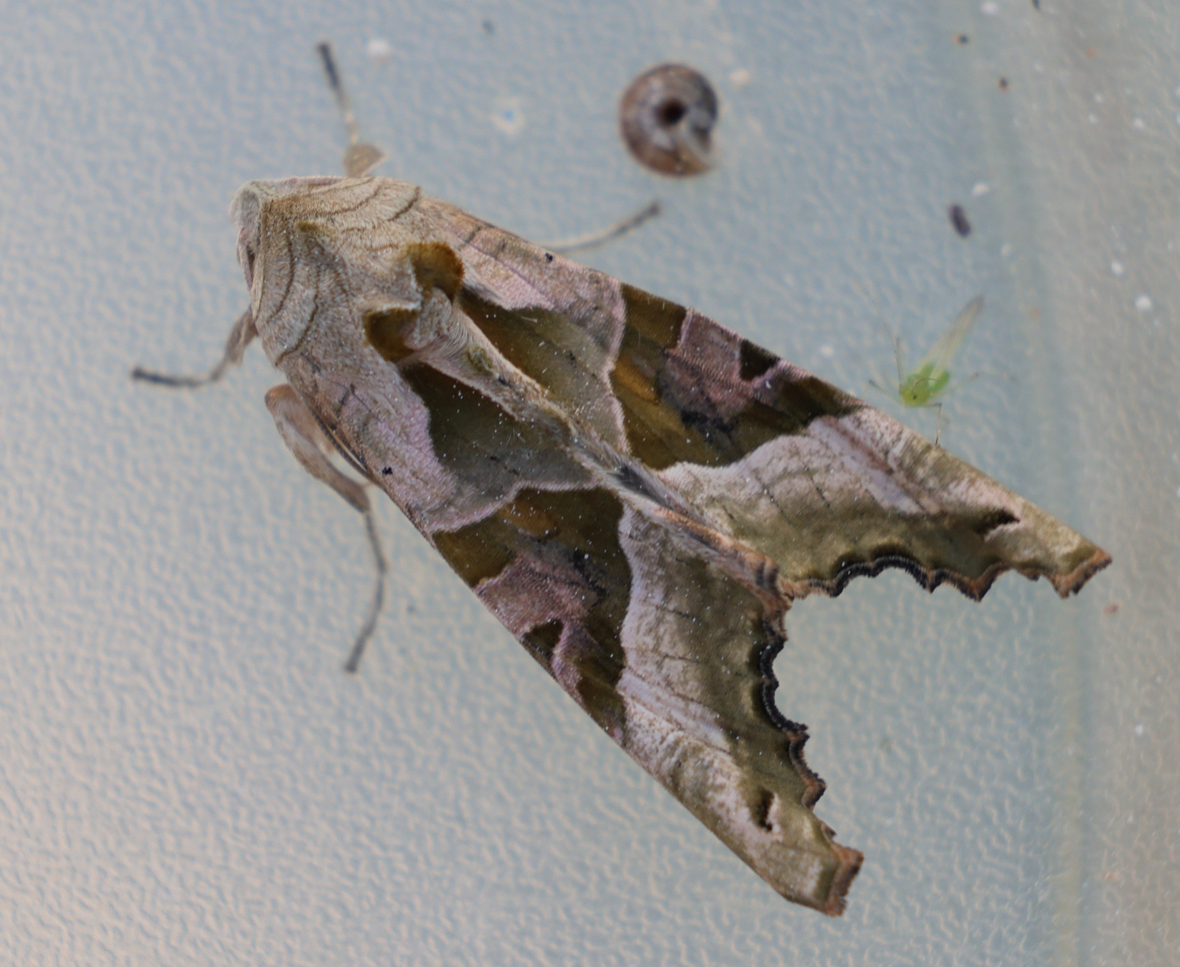 phlogophora_meticulosa3md