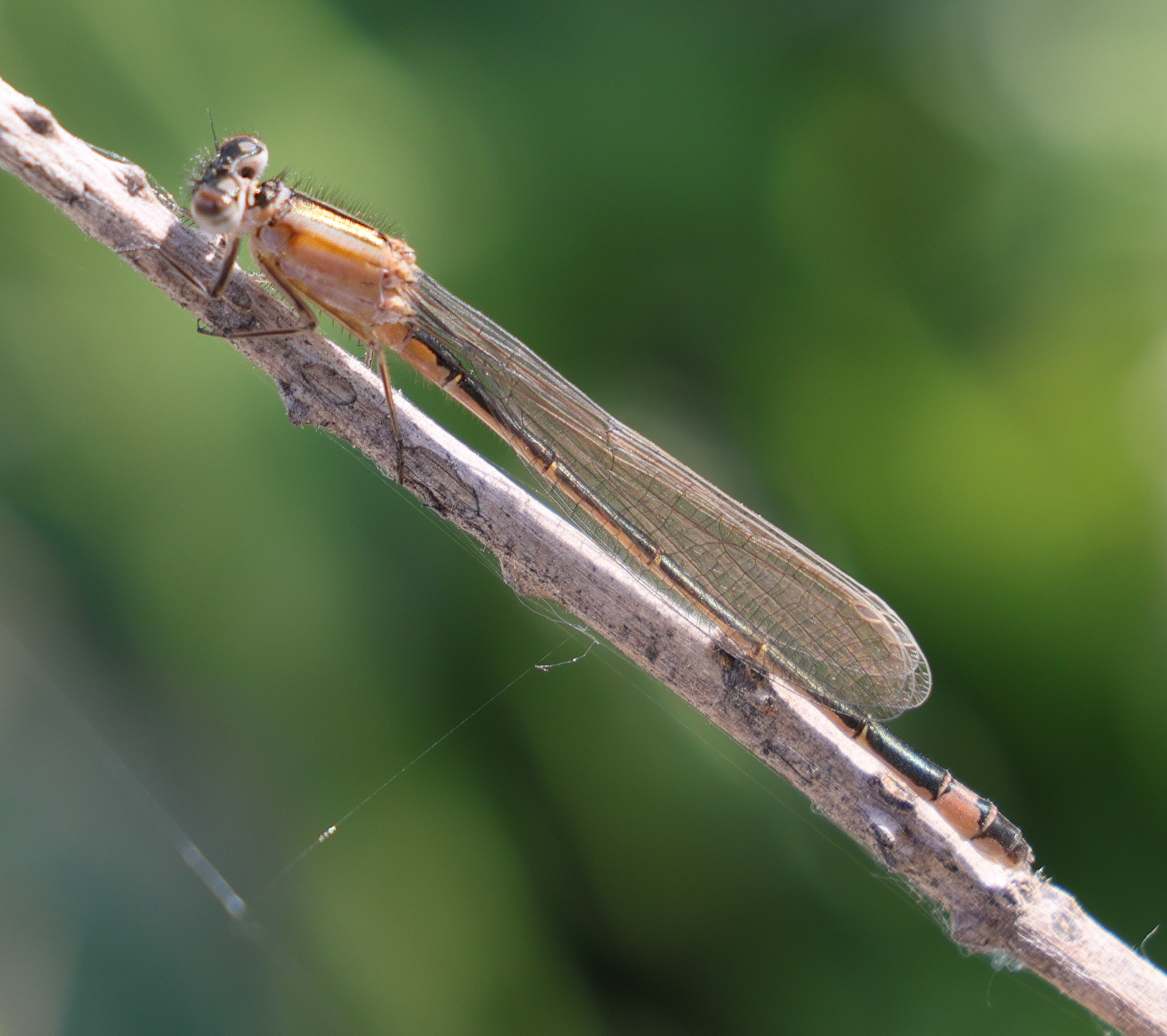 platycnemis_acutipennis3md