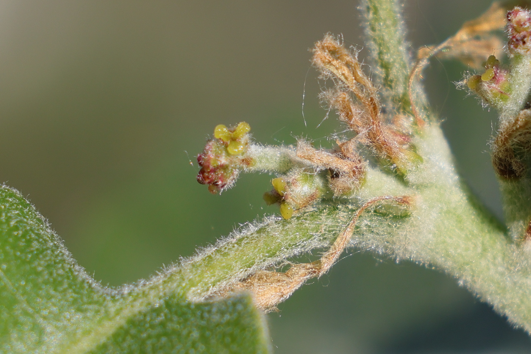 quercus_pubescens7md