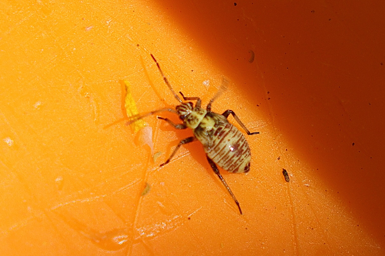 rhabdomiris_striatellus_juv3md