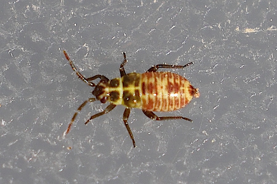 rhabdomiris_striatellus_juv4md