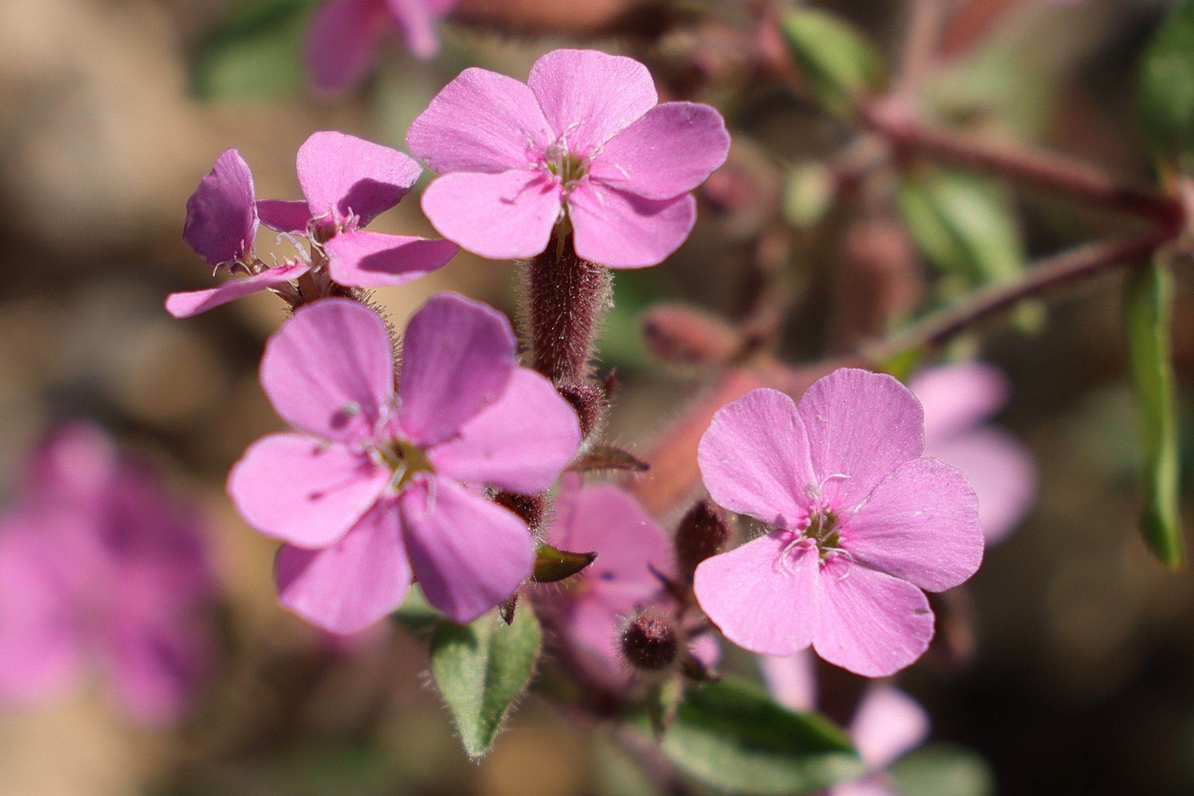 Afficher le média saponaria_ocymoides6md saponaria_ocymoides6md