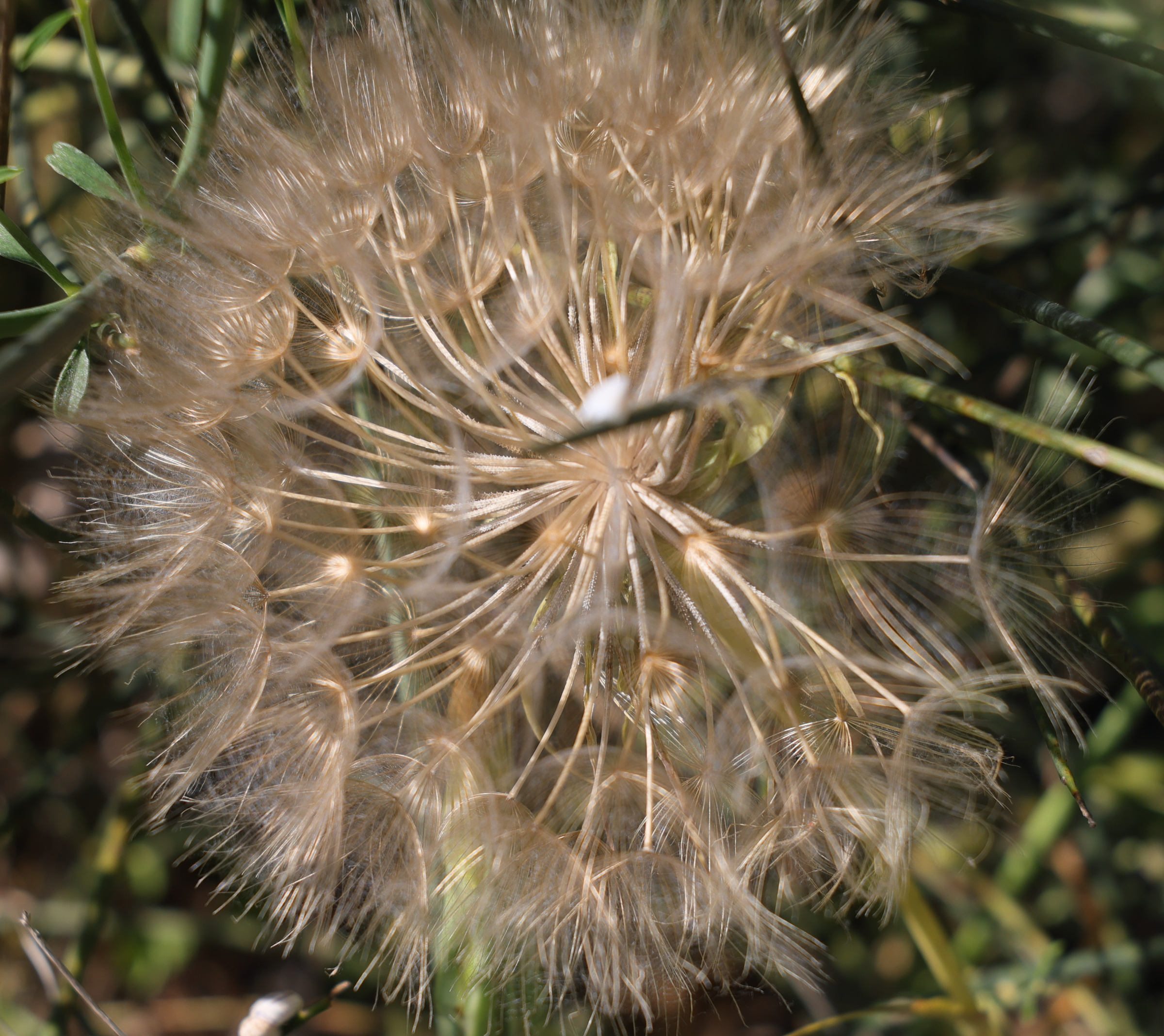 tragopogon_porrifolius7md