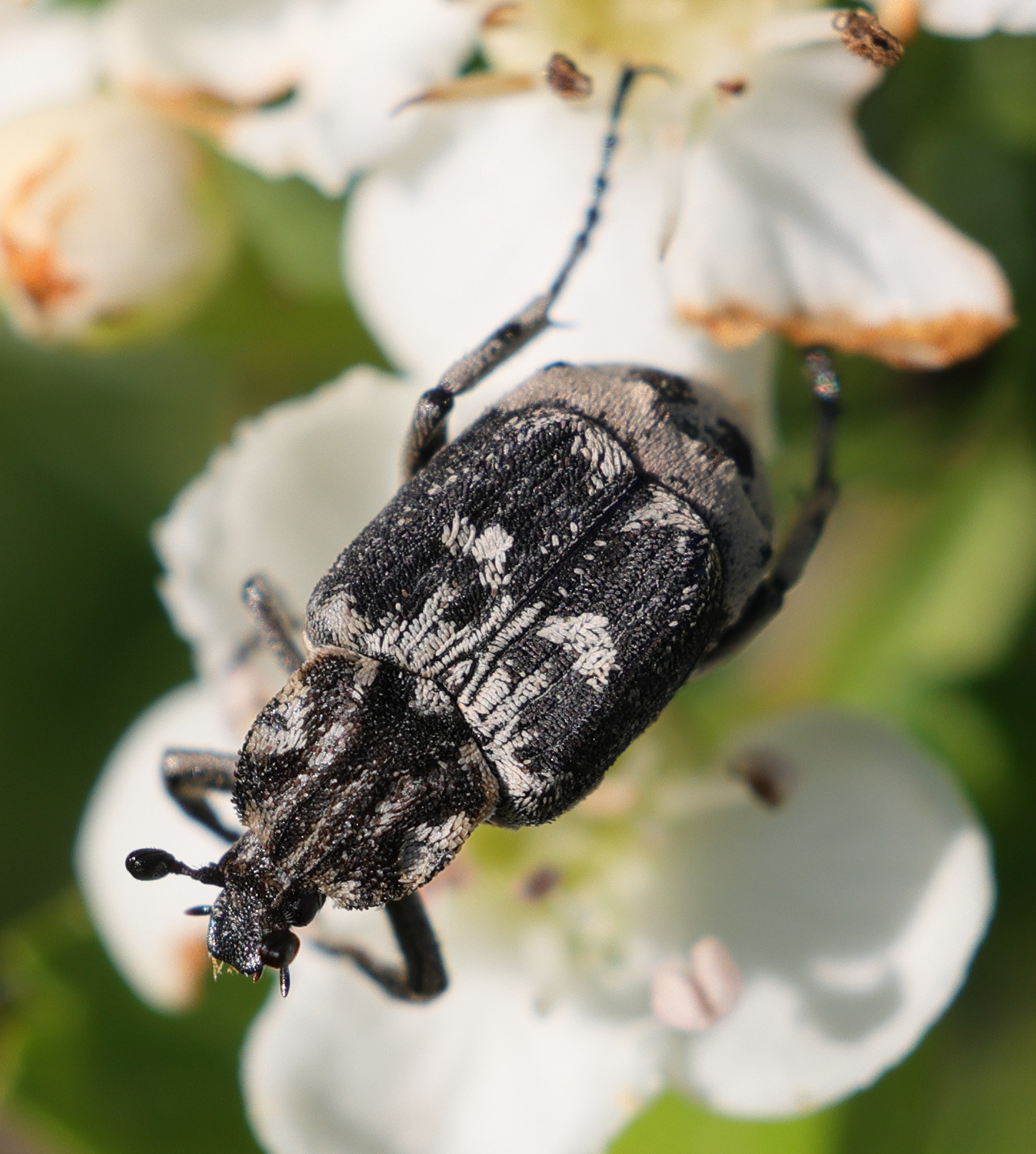 valgus_hemipterus3md