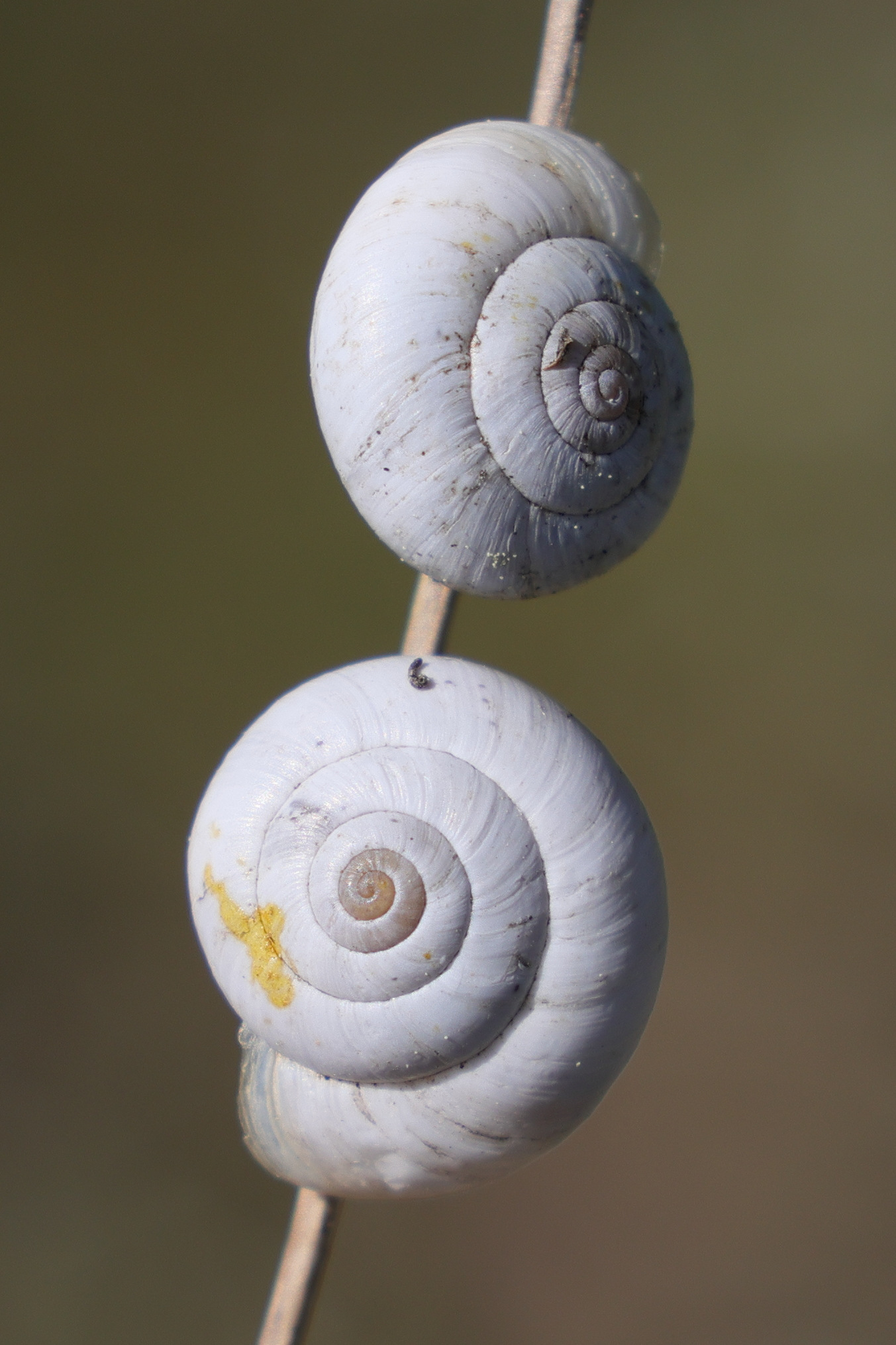 xeropicta_derbentina3md