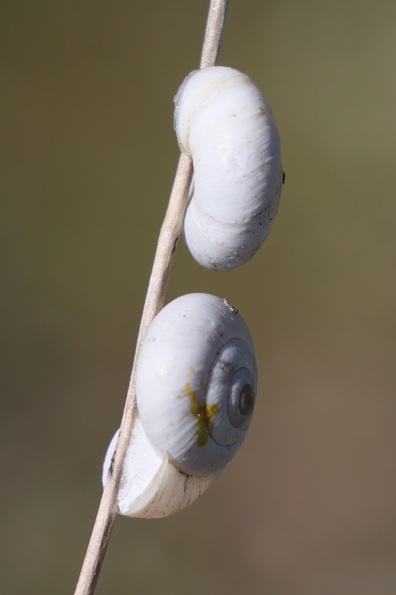 xeropicta_derbentina4md