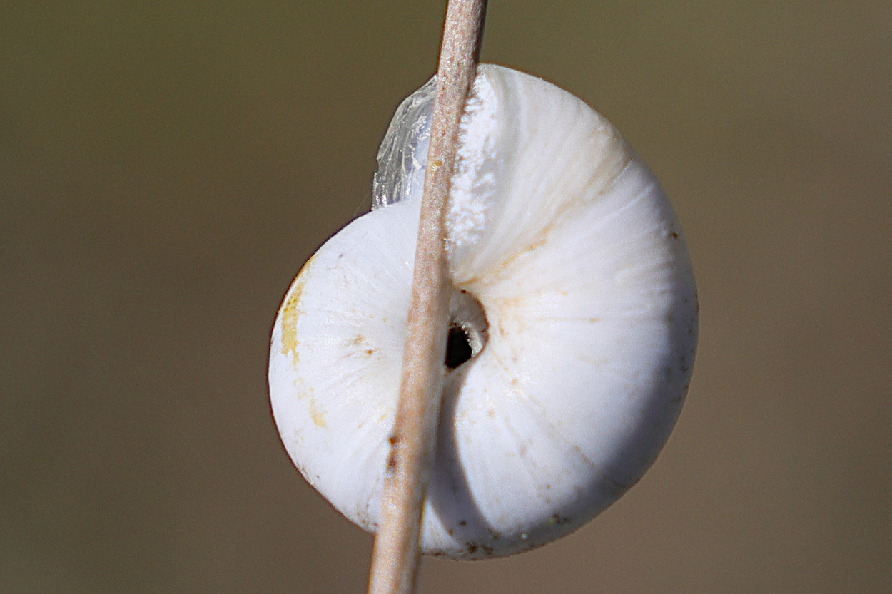 xeropicta_derbentina5md