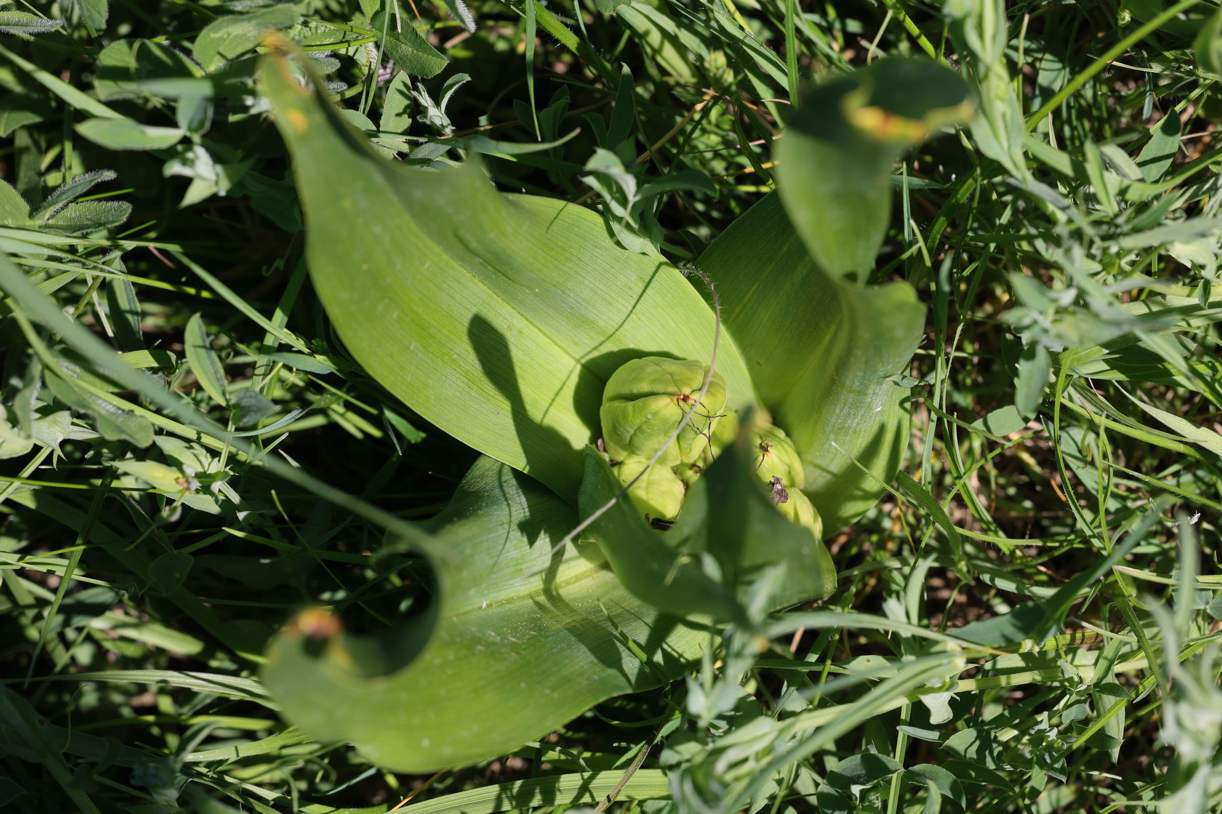 colchicum_autumnale6md