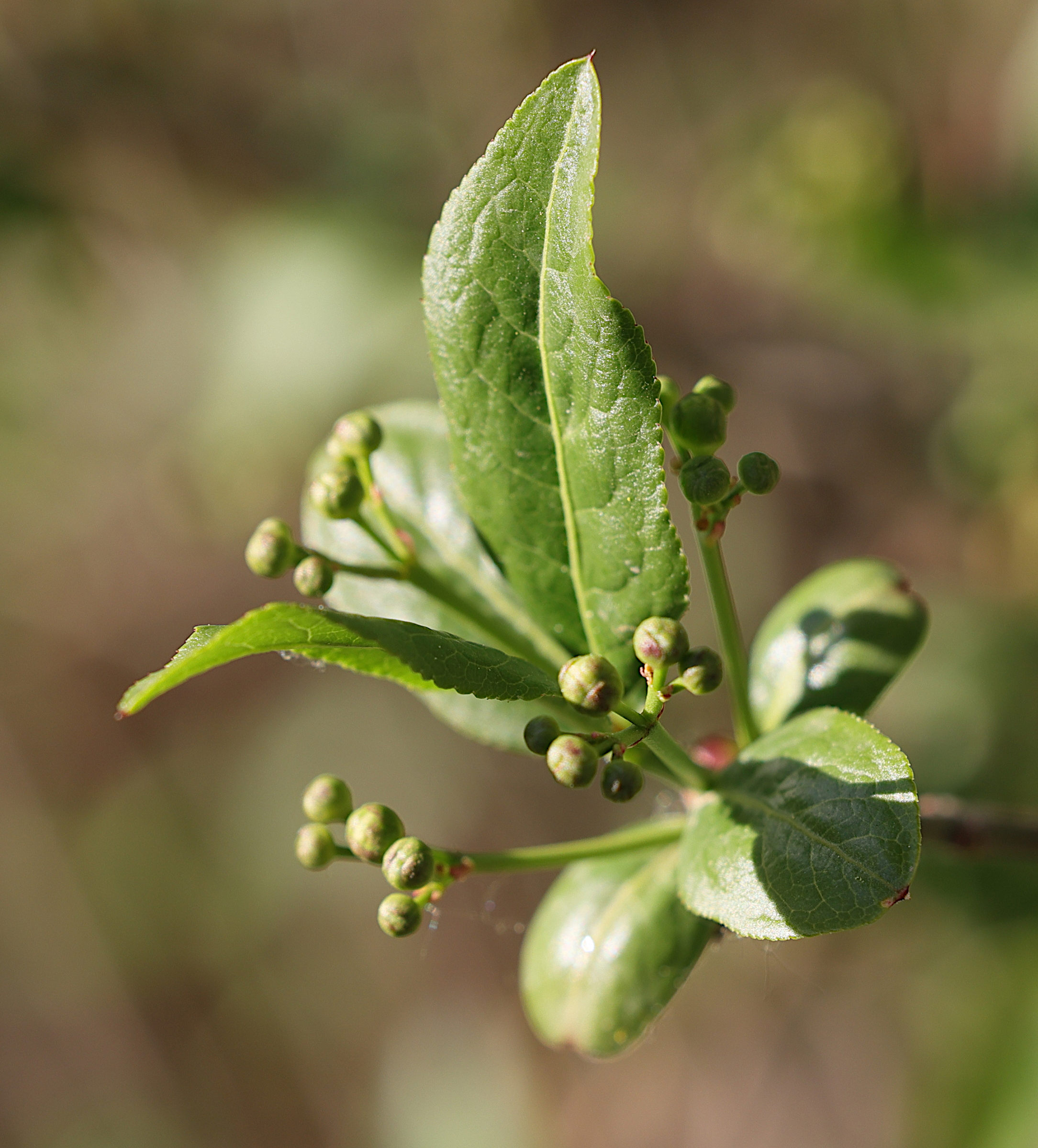 euonymus_europaeus9md