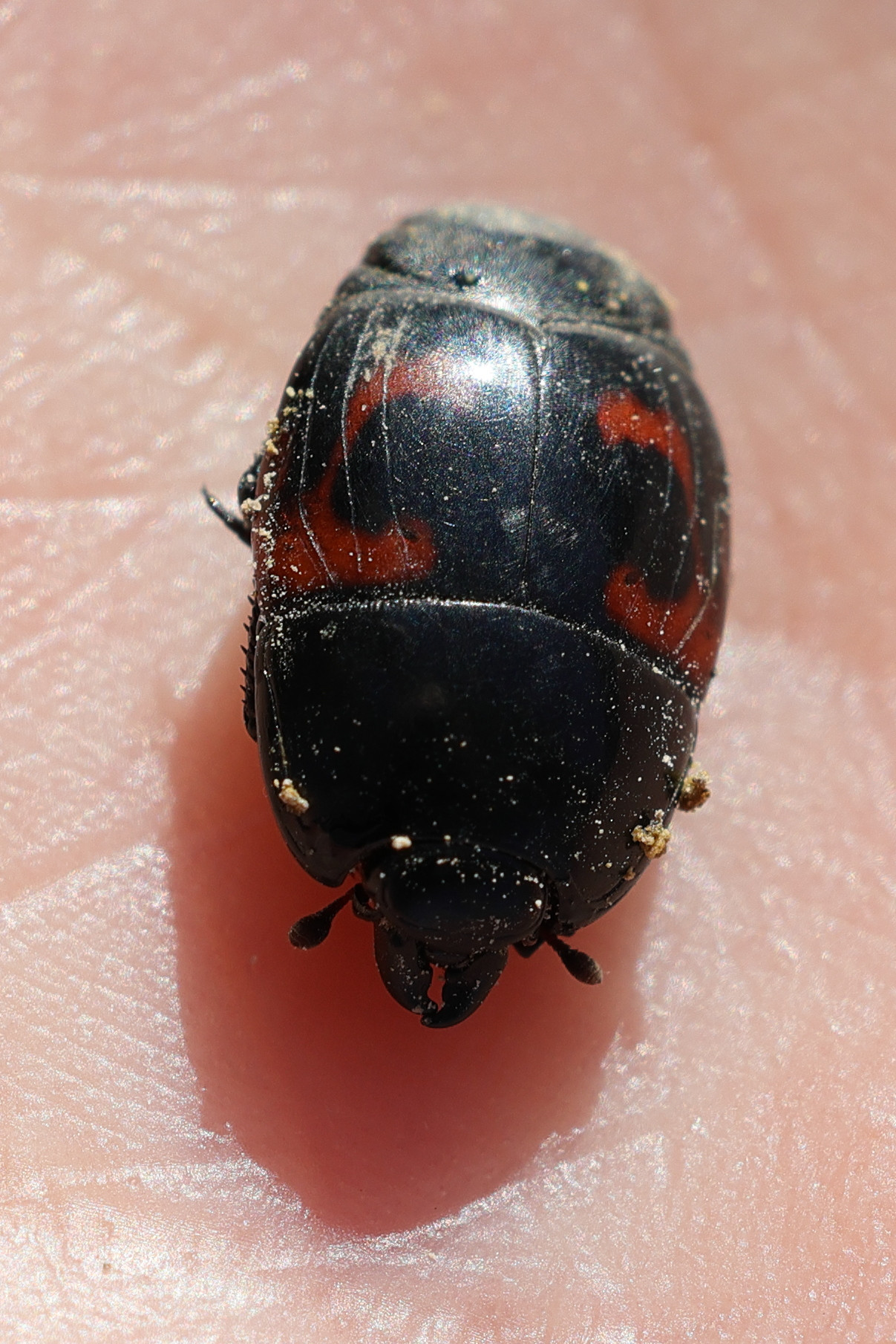 hister_quadrimaculatus3md