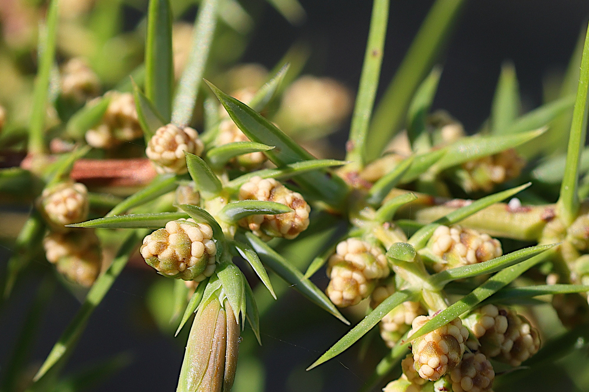 juniperus_communis7md